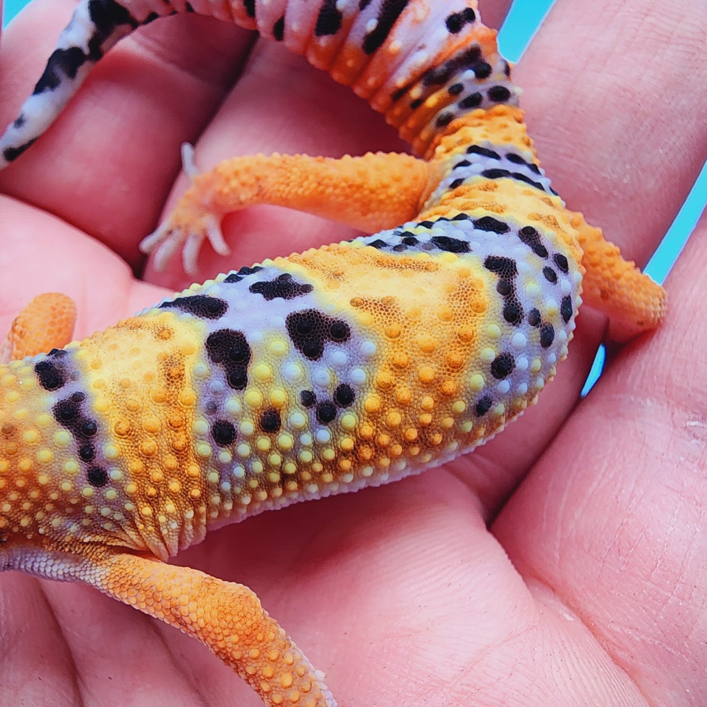 Inferno Emerine Hyper Xanthic Bold