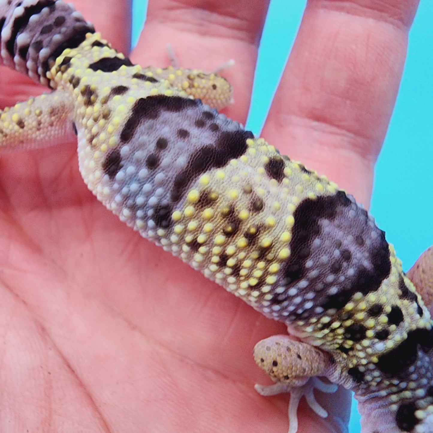 Fasciolatus Macularius