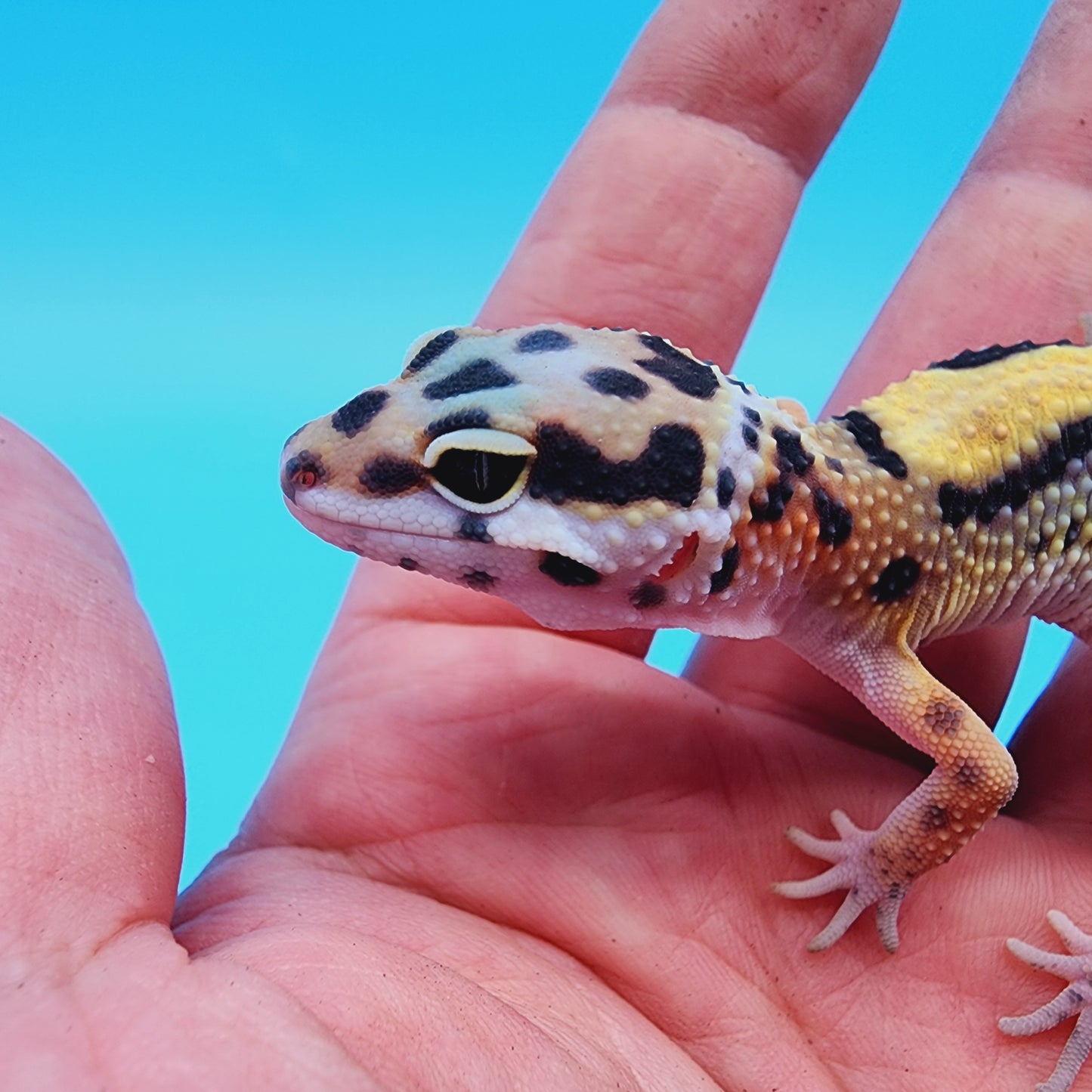 TBS 100% Het Tremper Albino