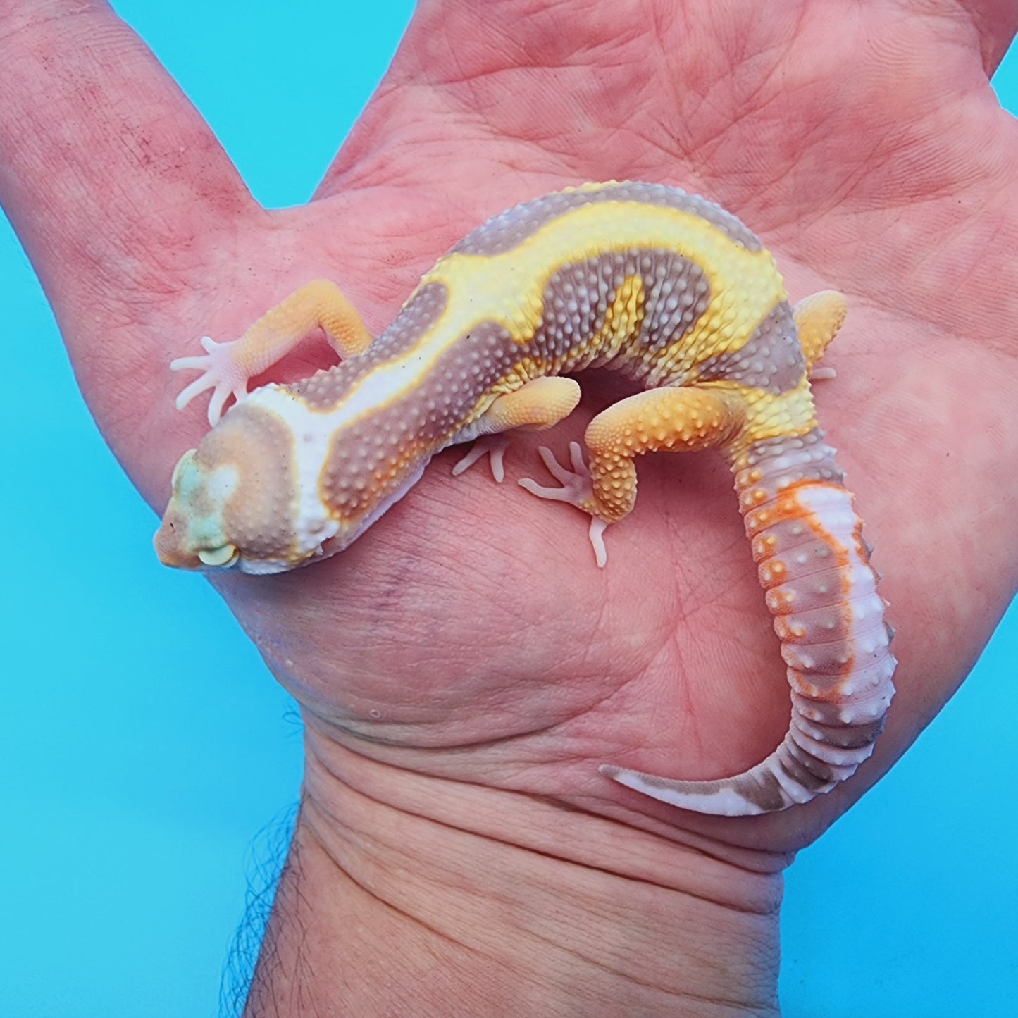 TBS Halloween Mask Bandit Highlighter White & Yellow Tremper Albino