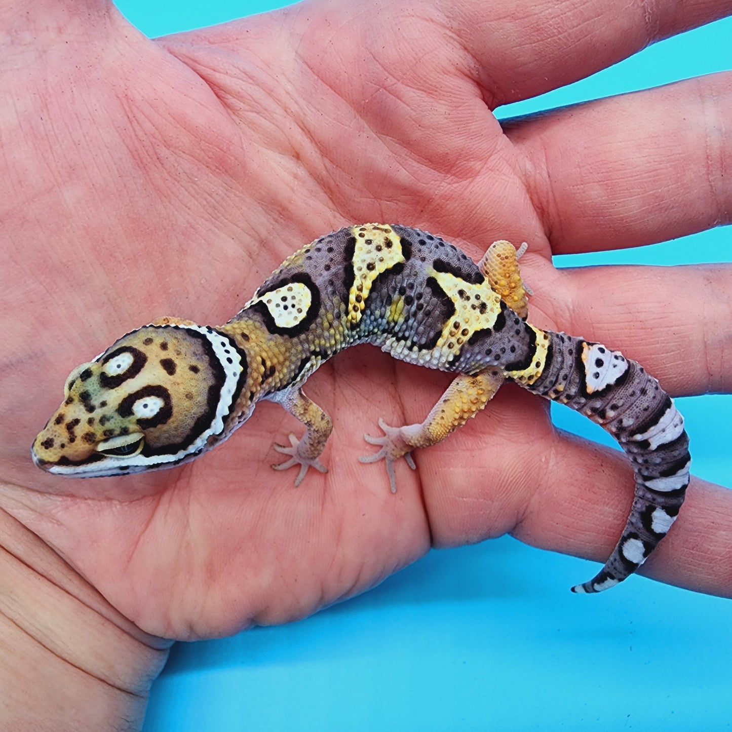 HOLDBACK - Text to get on waitlist