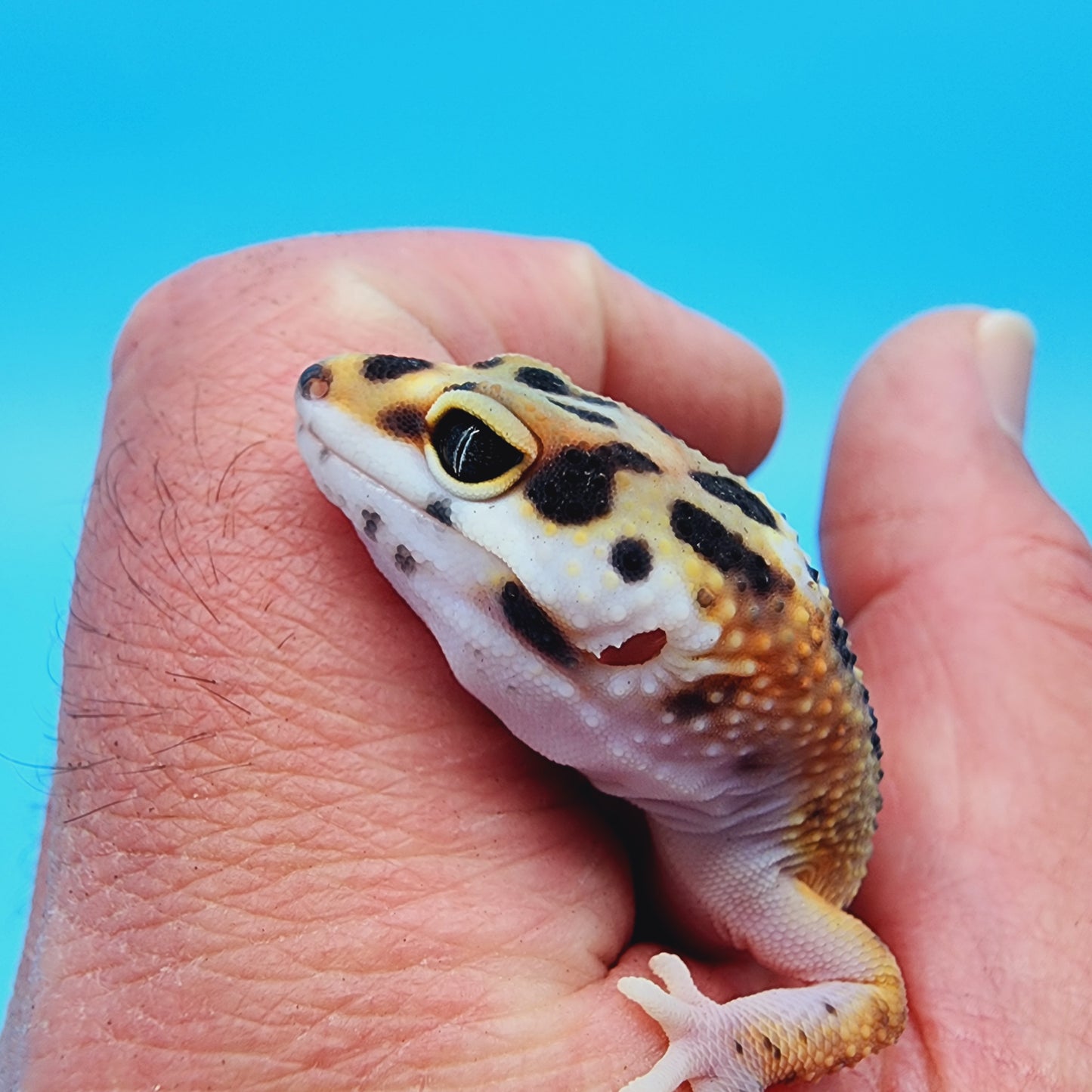TBS Fire Bold Bandit Red Stripe 100% Het Tremper Albino