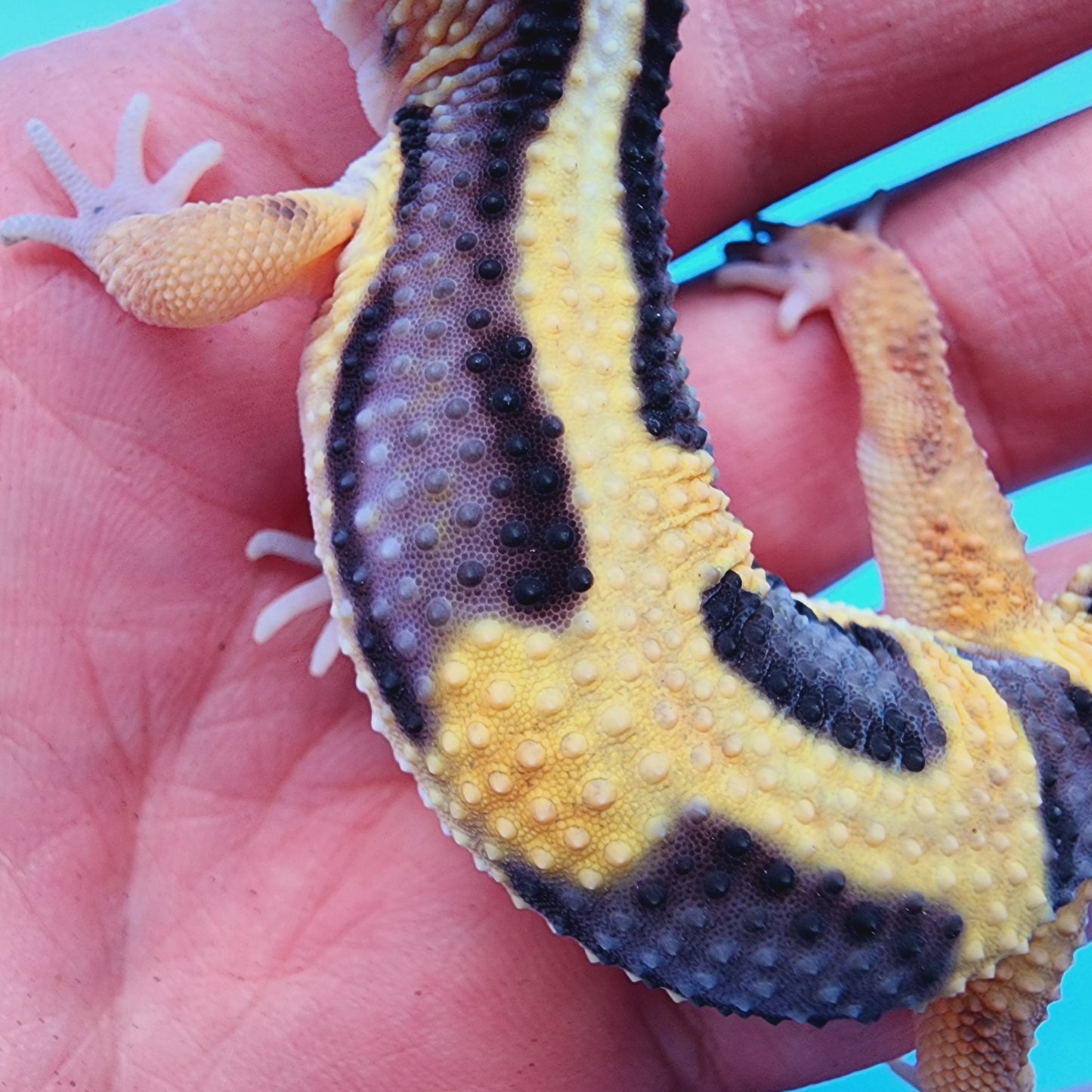 TBS Fire Bold Halloween Mask 100% Het Tremper Albino *Smiley Face*
