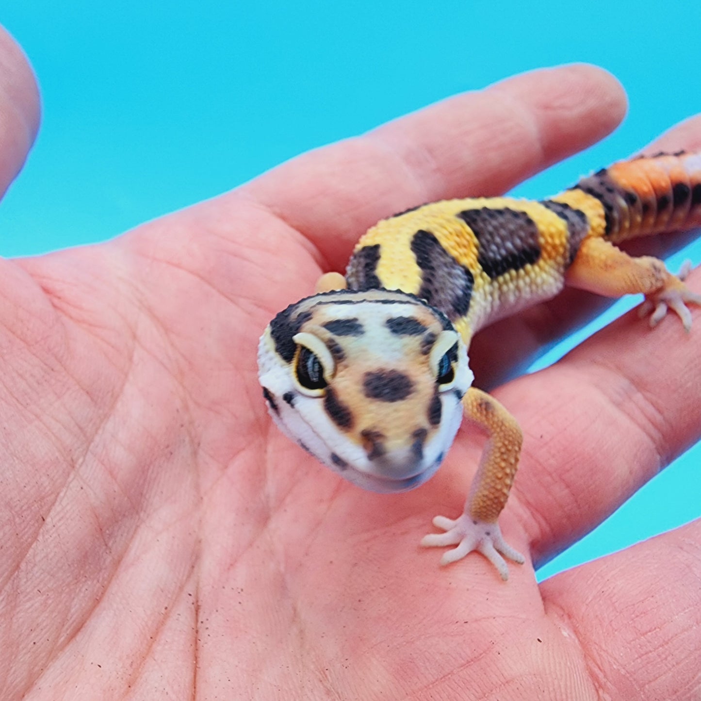 TBS Fire Bold Halloween Mask 100% Het Tremper Albino *Smiley Face*
