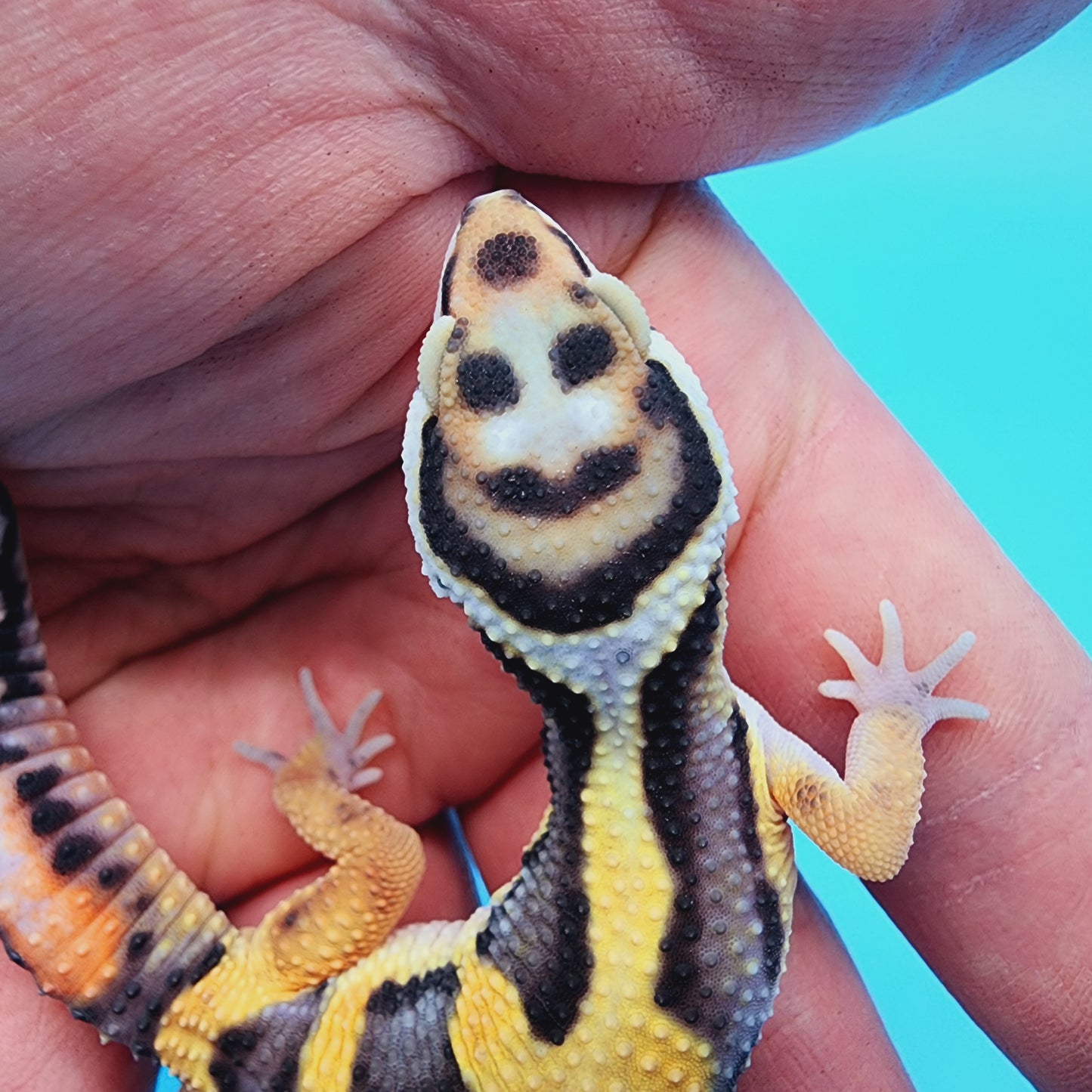 TBS Fire Bold Halloween Mask 100% Het Tremper Albino *Smiley Face*