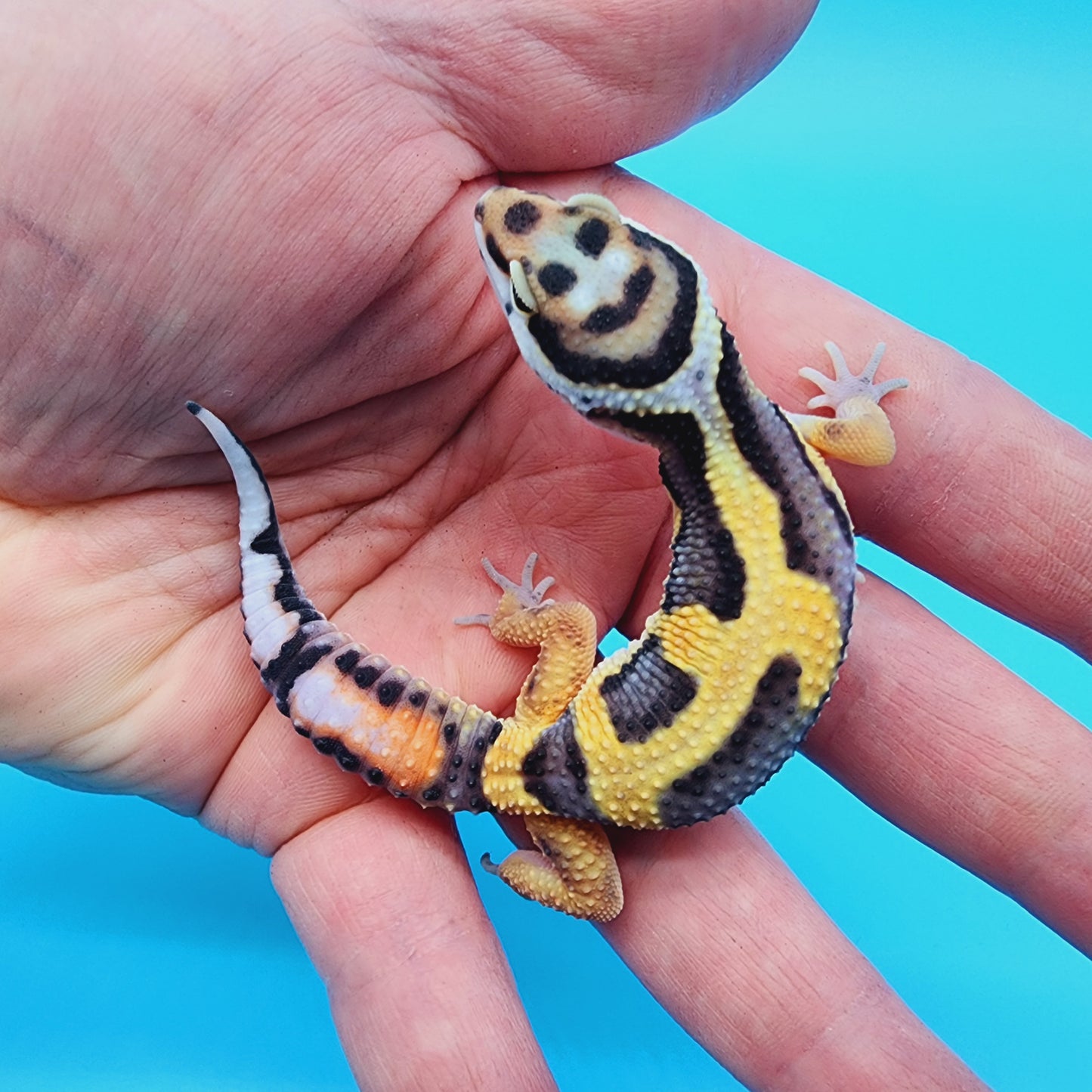 TBS Fire Bold Halloween Mask 100% Het Tremper Albino *Smiley Face*