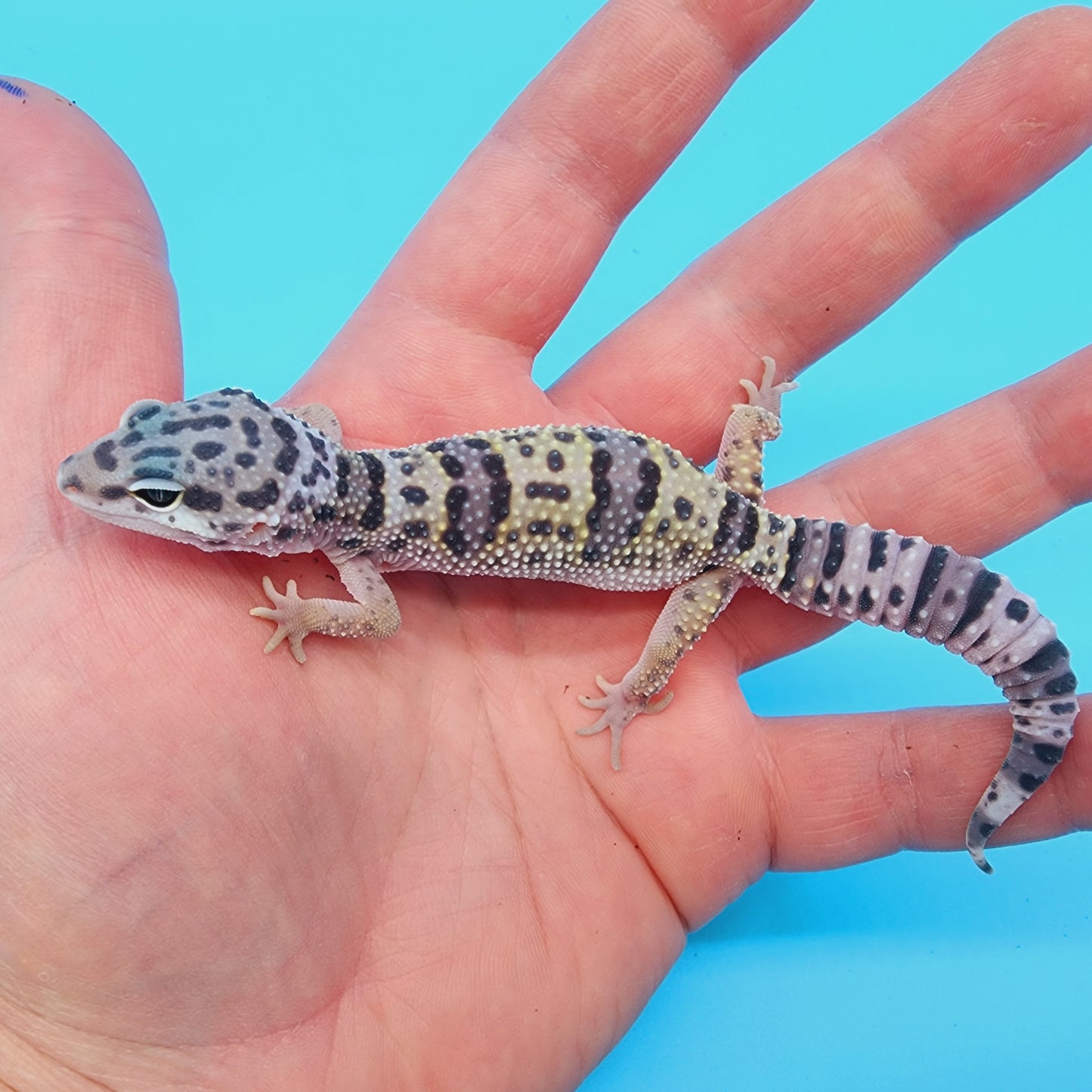 Male Fasciolatus Turcmenicus Hyper Xanthic Bold