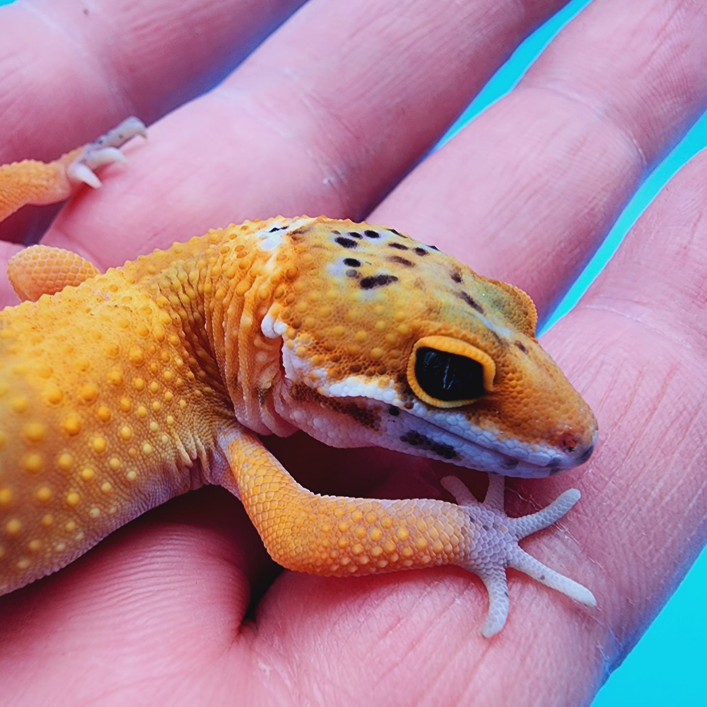 Mandarin Fire Bold Low Possible Het Cipher