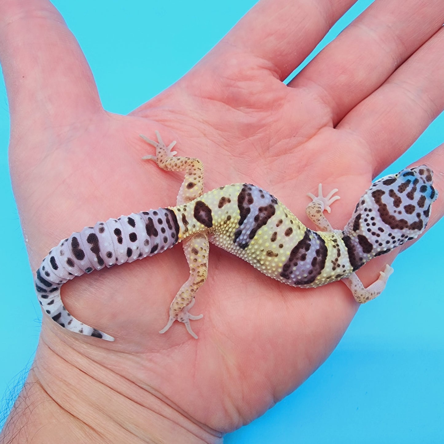 Fasciolatus Macularius