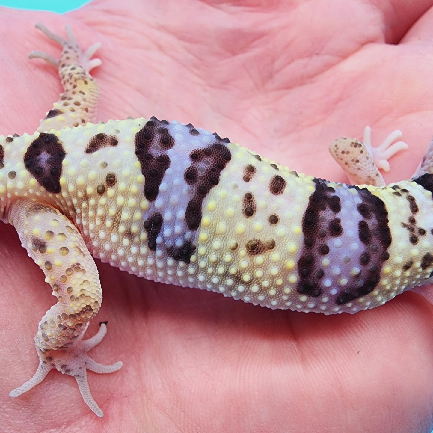 Fasciolatus Macularius