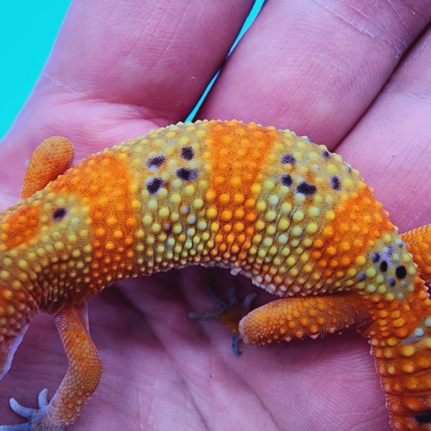Mandarin Inferno Extreme Emerine 100% Het Tremper Albino *MUCH nicer in person!*