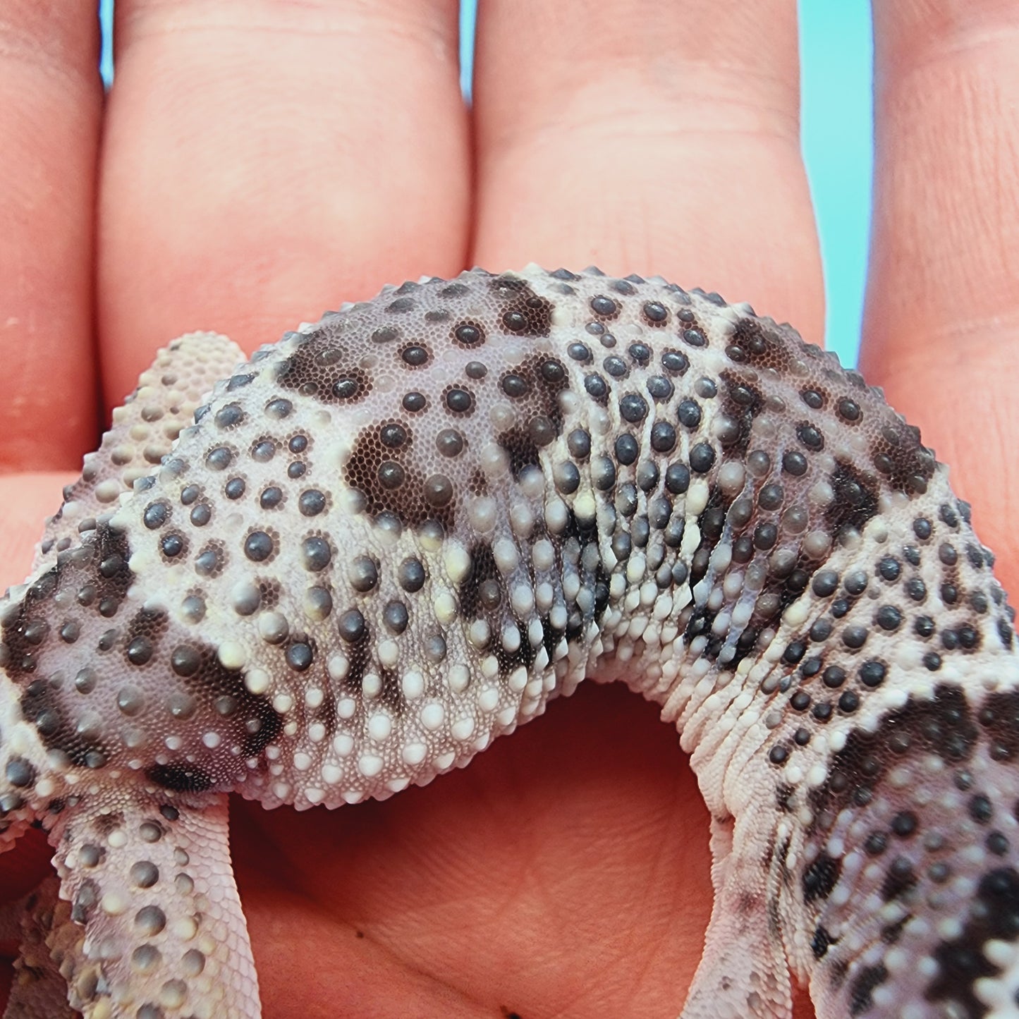 Mr. FREEZE Heavy Spot Variant Fasciolatus Mack Snow