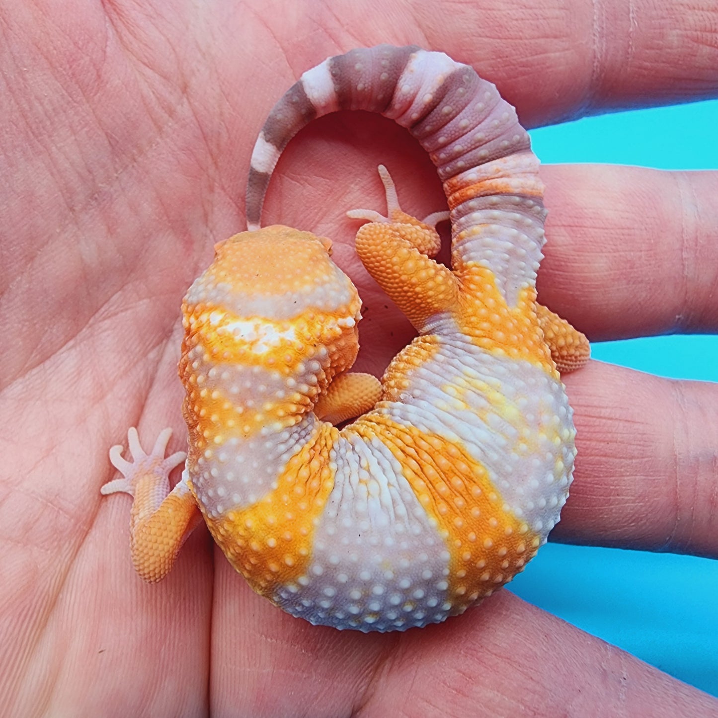 High White Mandarin Inferno Tremper Albino *MUCH nicer in person!*
