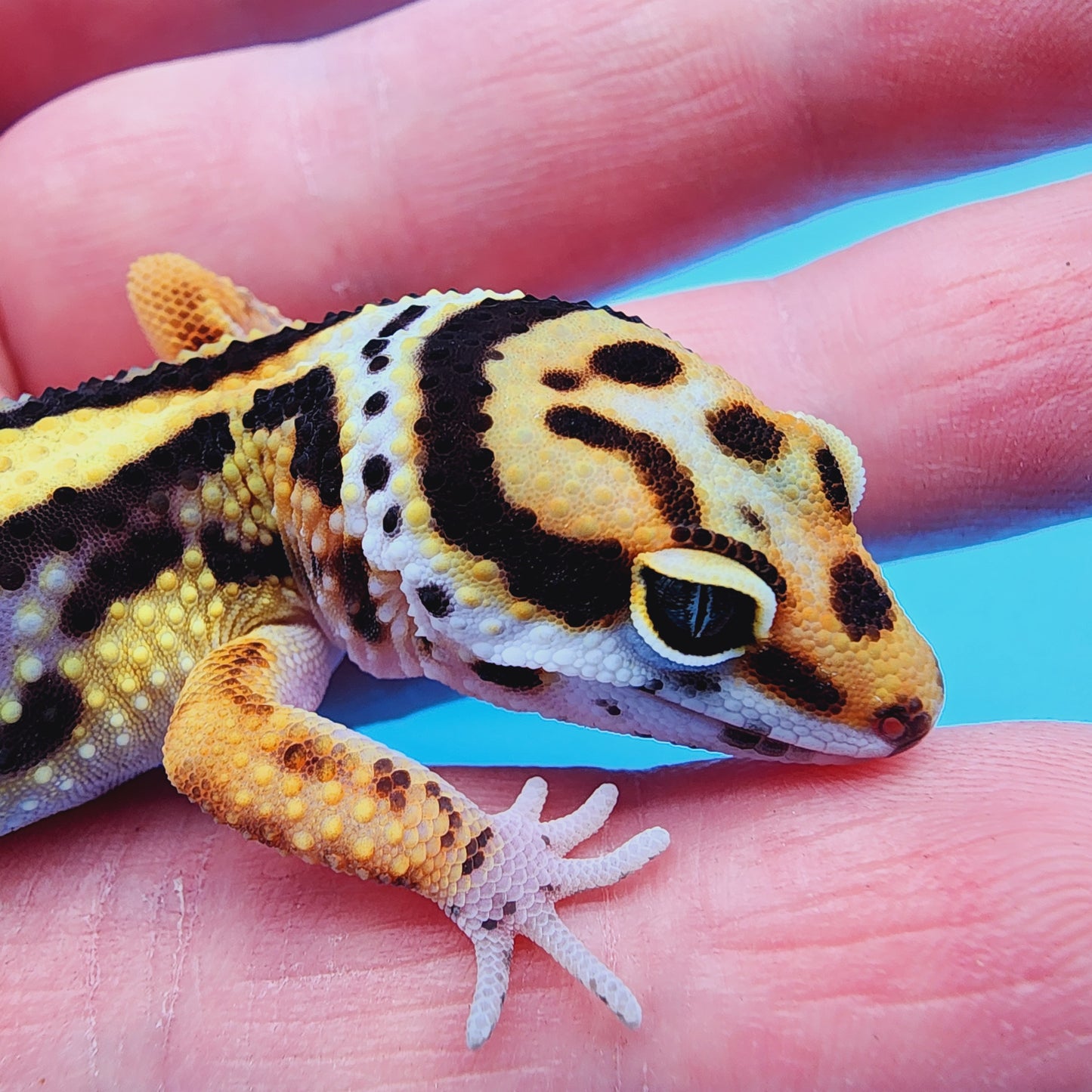 TBS Fire Bold Halloween Mask 100% Het Tremper Albino