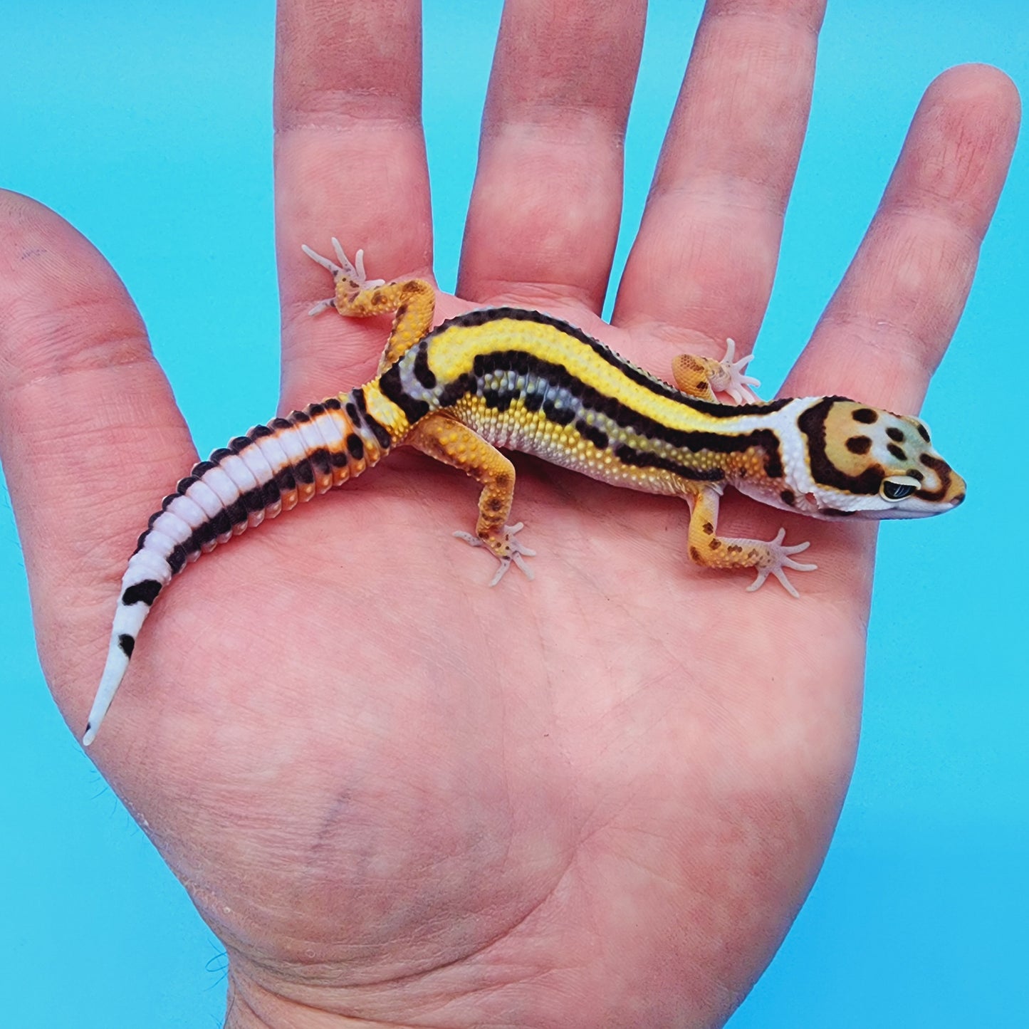 Female TBS Fire Bold Halloween Mask Bandit 100% Het Tremper Albino