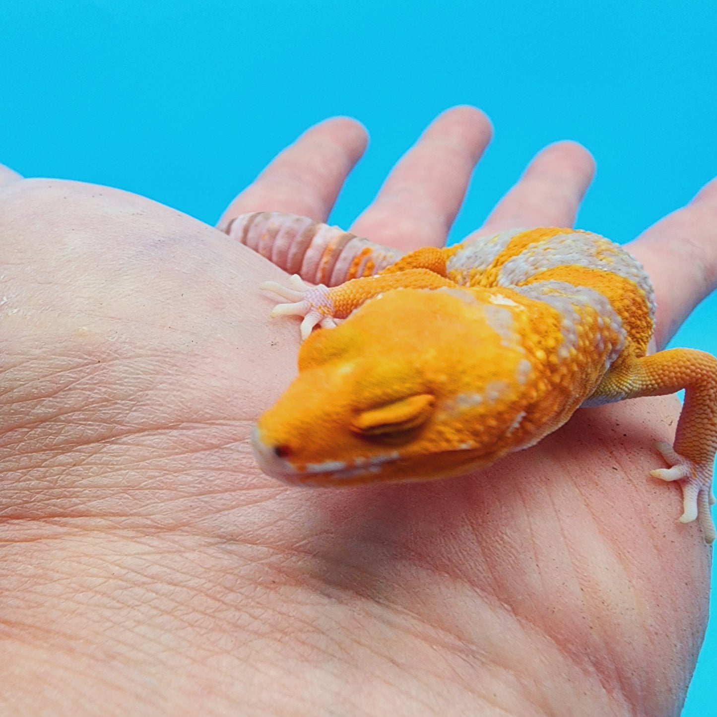 High White Mandarin Inferno Tremper Albino *MUCH nicer in person!*