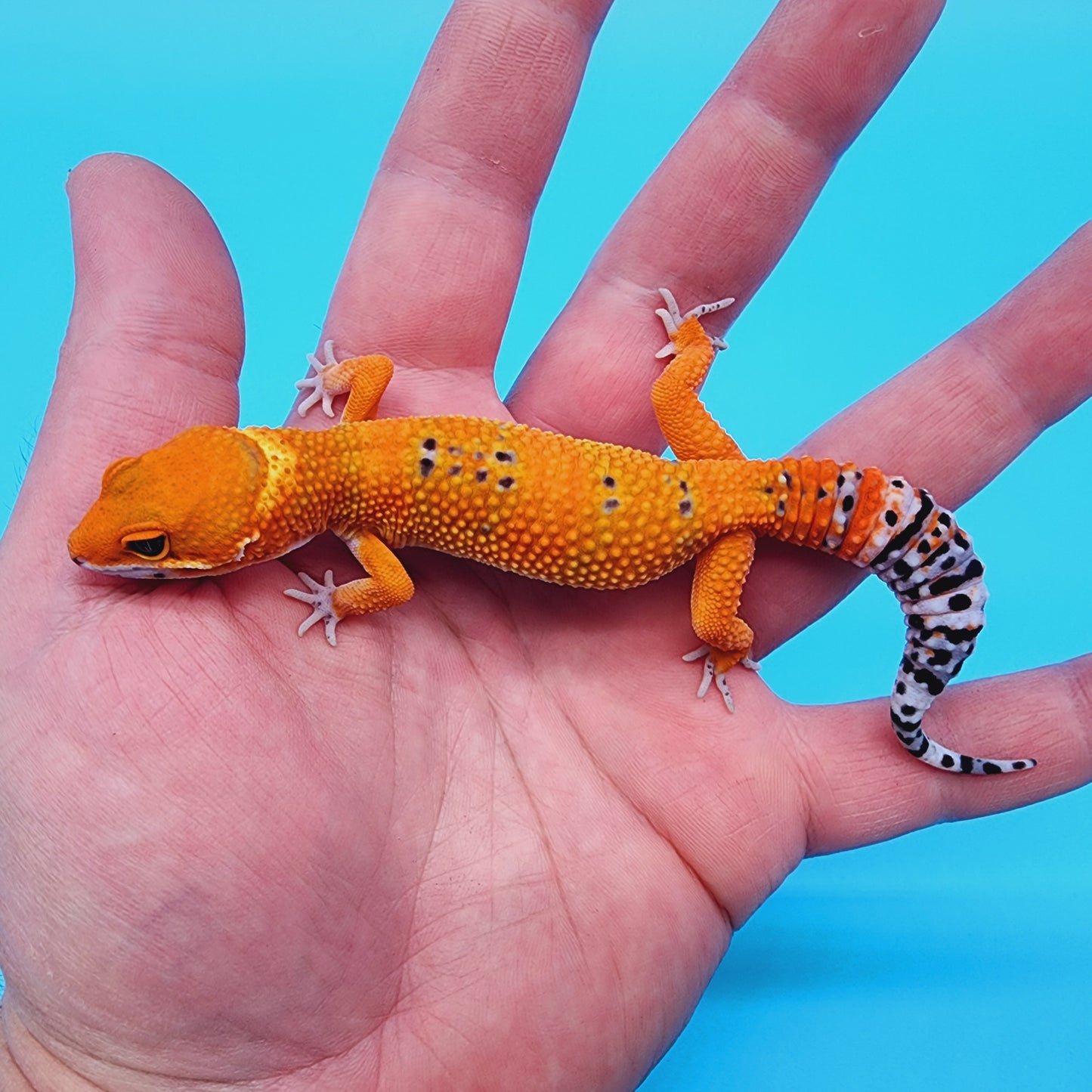 Mandarin Emerine