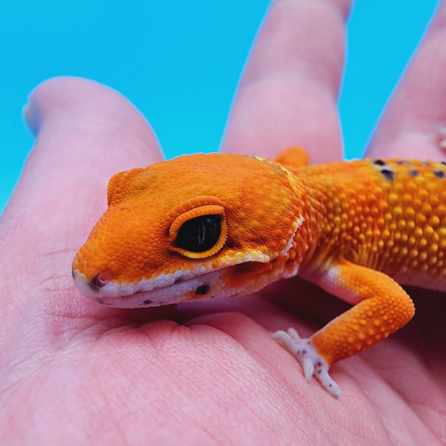Mandarin Emerine