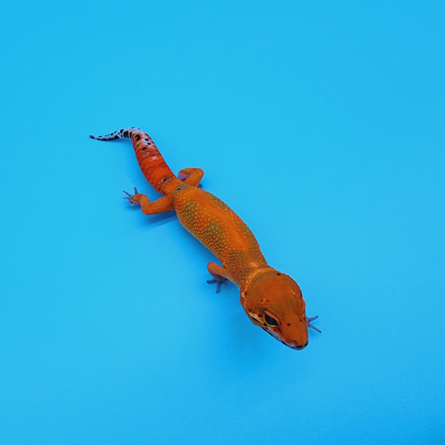 Super Hypo Mandarin Inferno Red Stripe Jungle 100% Het Tremper Albino *nicer in person!*