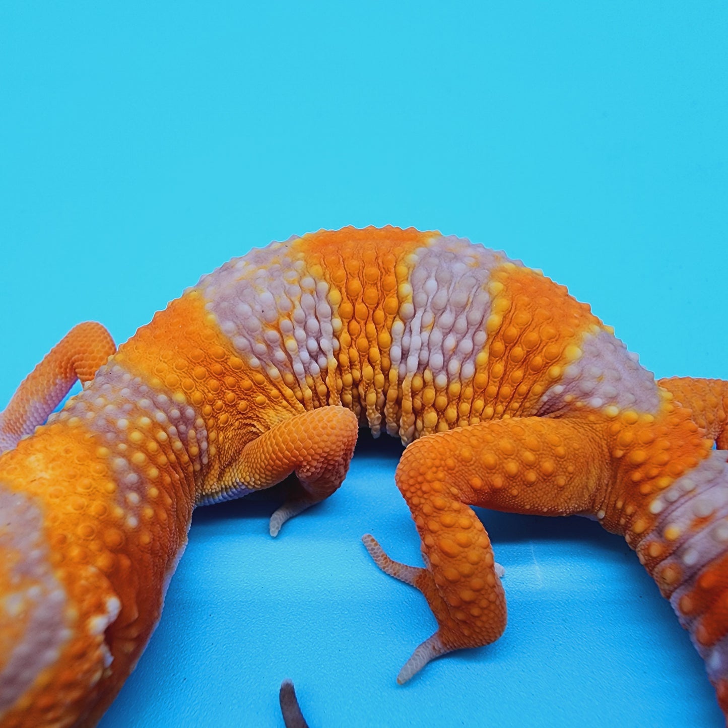 High White Mandarin Inferno Tremper Albino