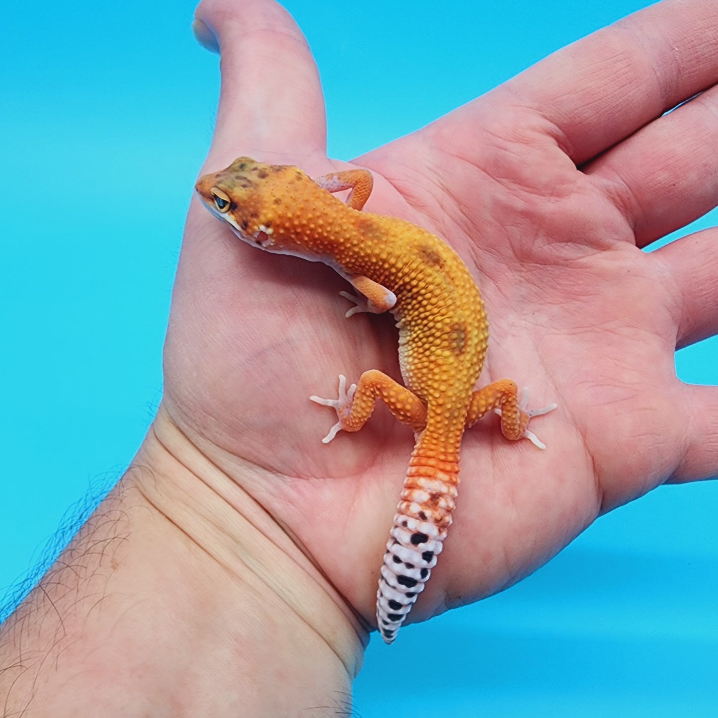 Mandarin Infenro Bold Eclipse