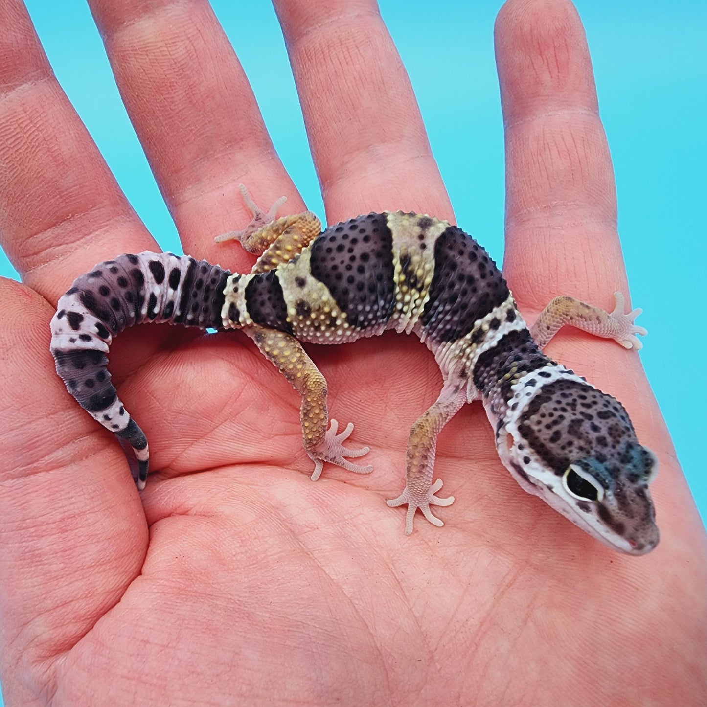 Fasciolatus Macularius