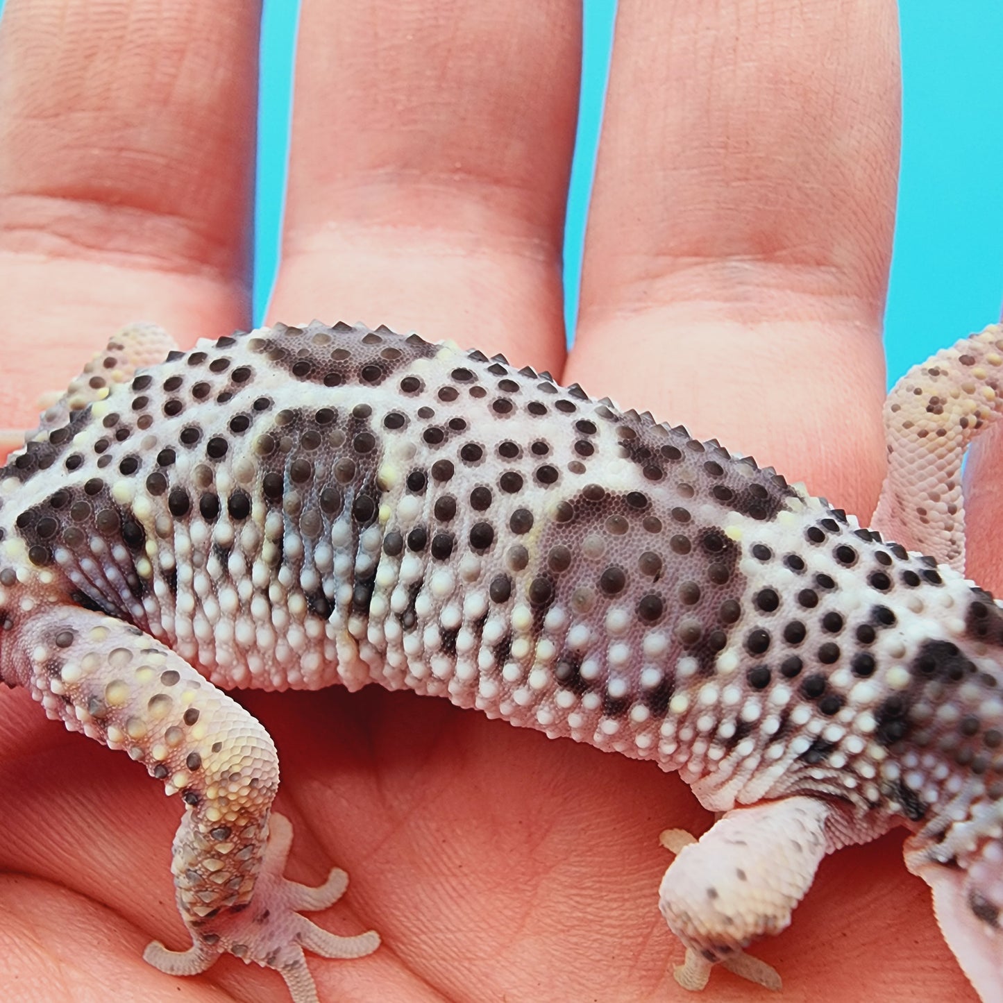 Mr. FREEZE Heavy Spot Variant Fasciolatus Mack Snow