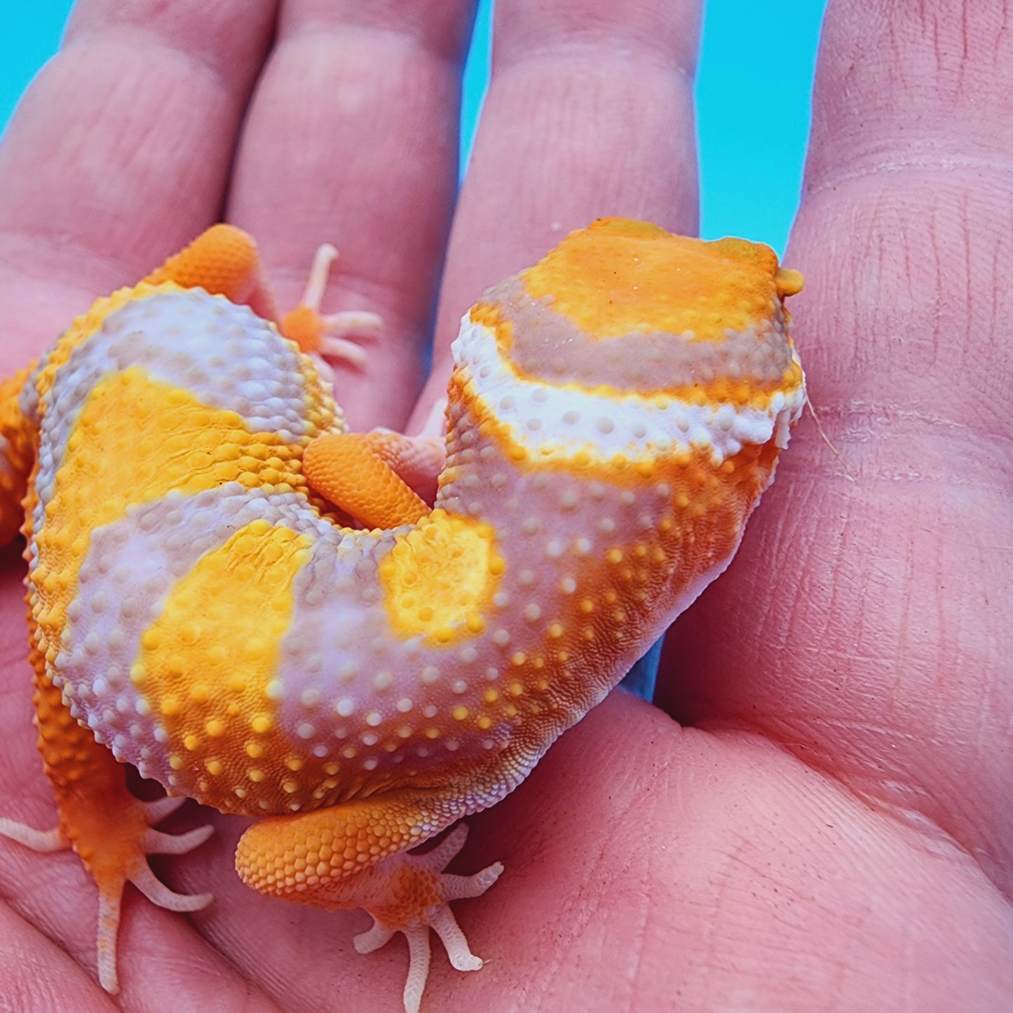 Mandarin Infenro Bold Tremper Albino