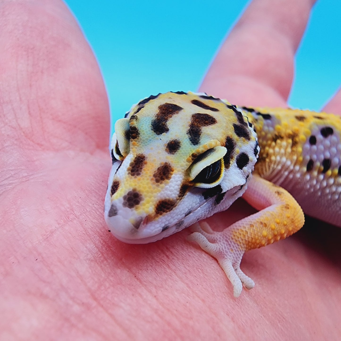 Female Giant Macularius Turcmenicus 100% het Tremper Albino