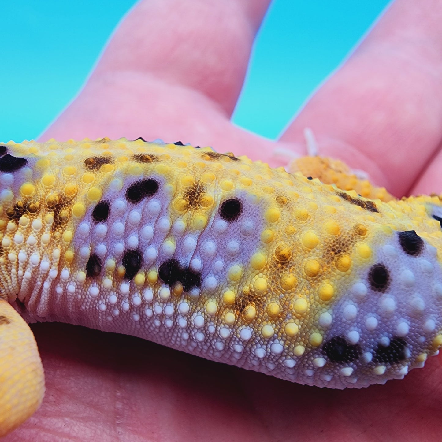 Female Giant Macularius Turcmenicus 100% het Tremper Albino