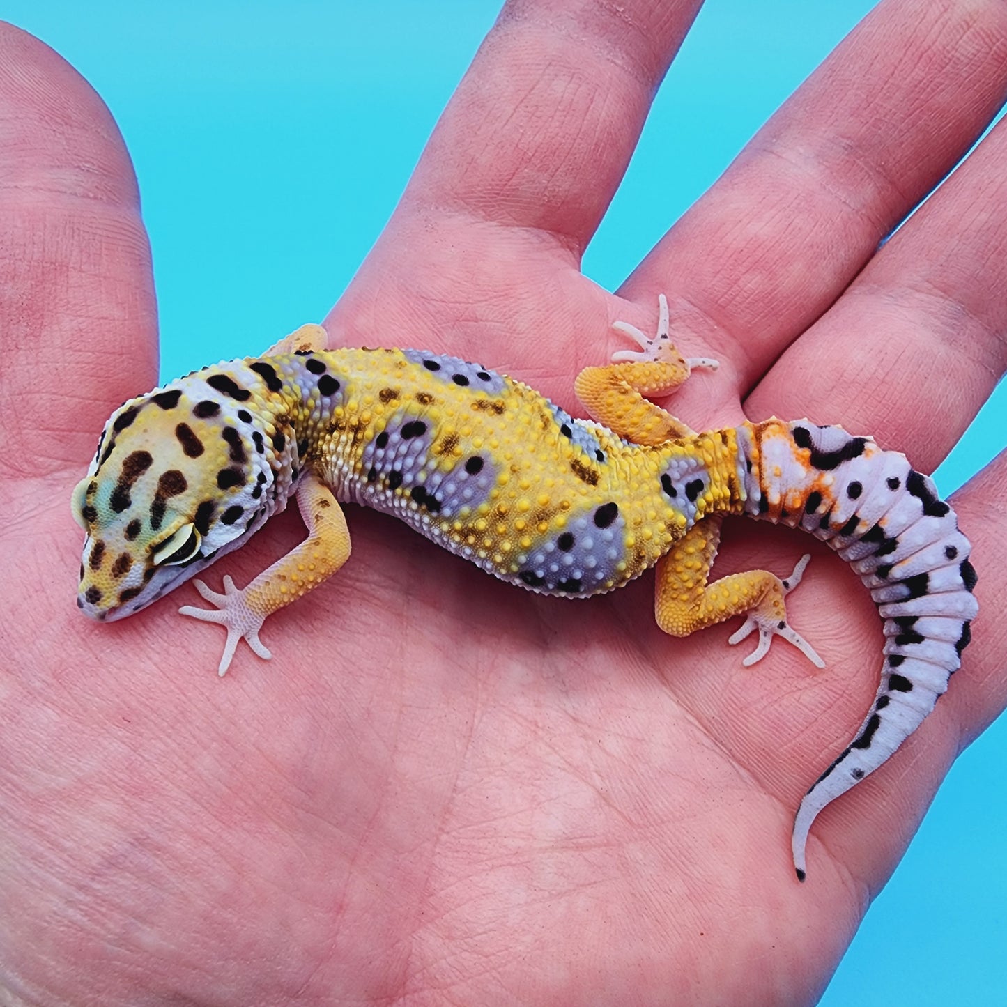 Female Giant Macularius Turcmenicus 100% het Tremper Albino