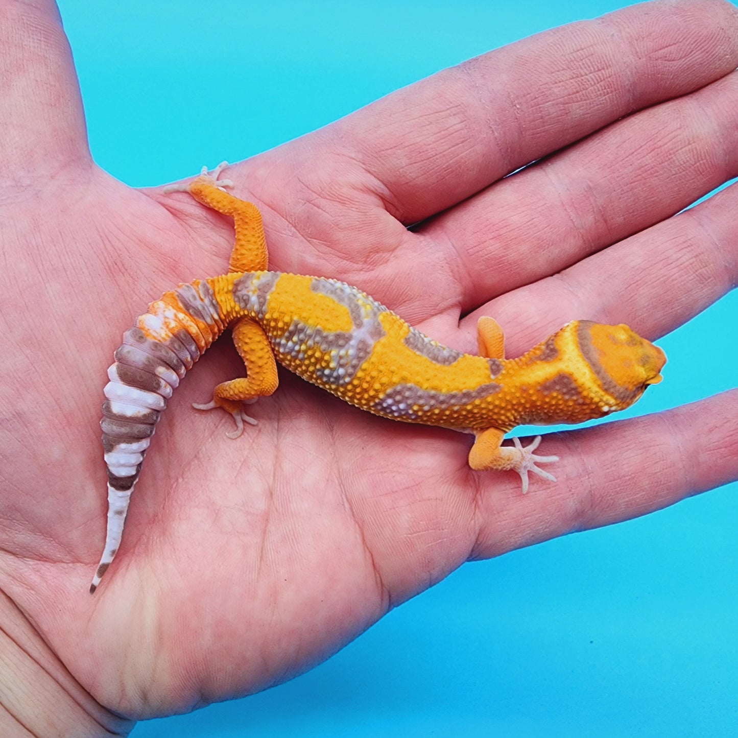 Mandarin Inferno Tremper Albino Jungle