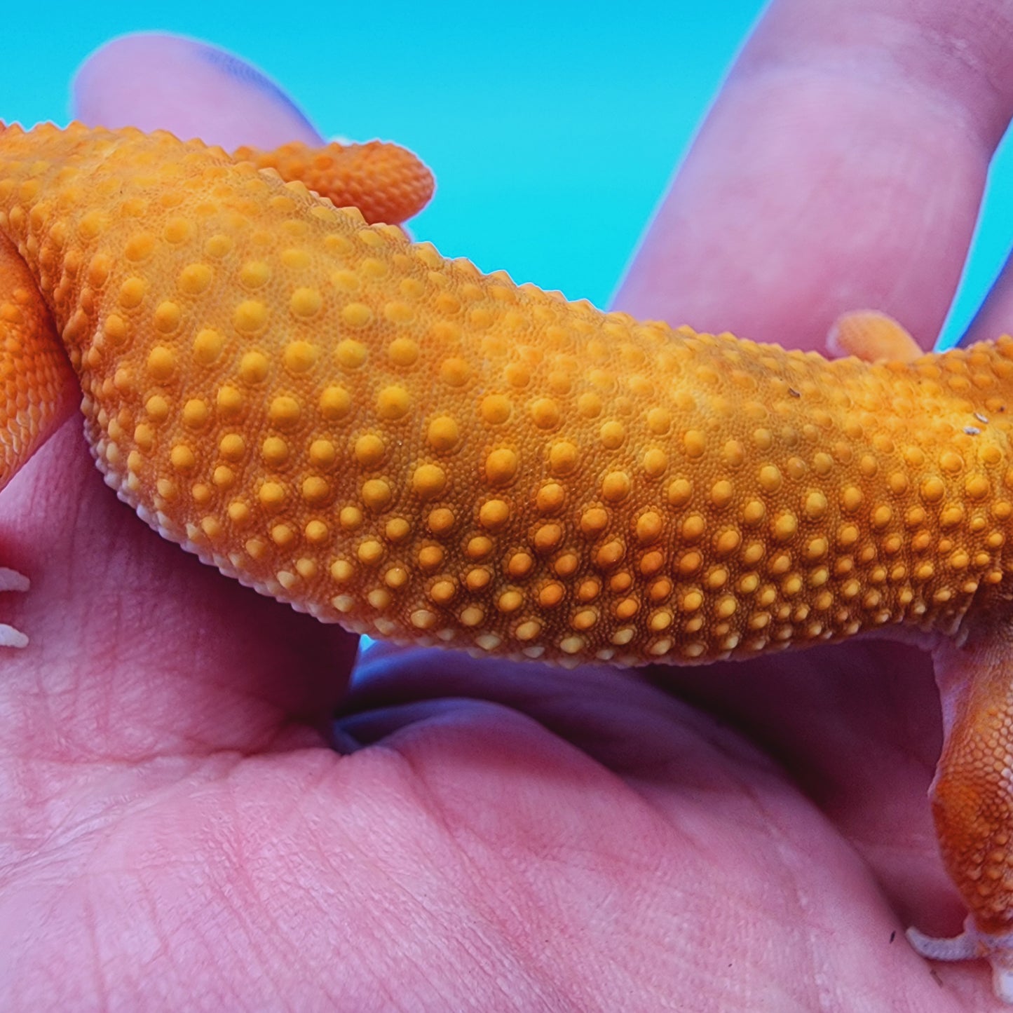 Super Hypo Mandarin Inferno 100% Het Tremper Albino