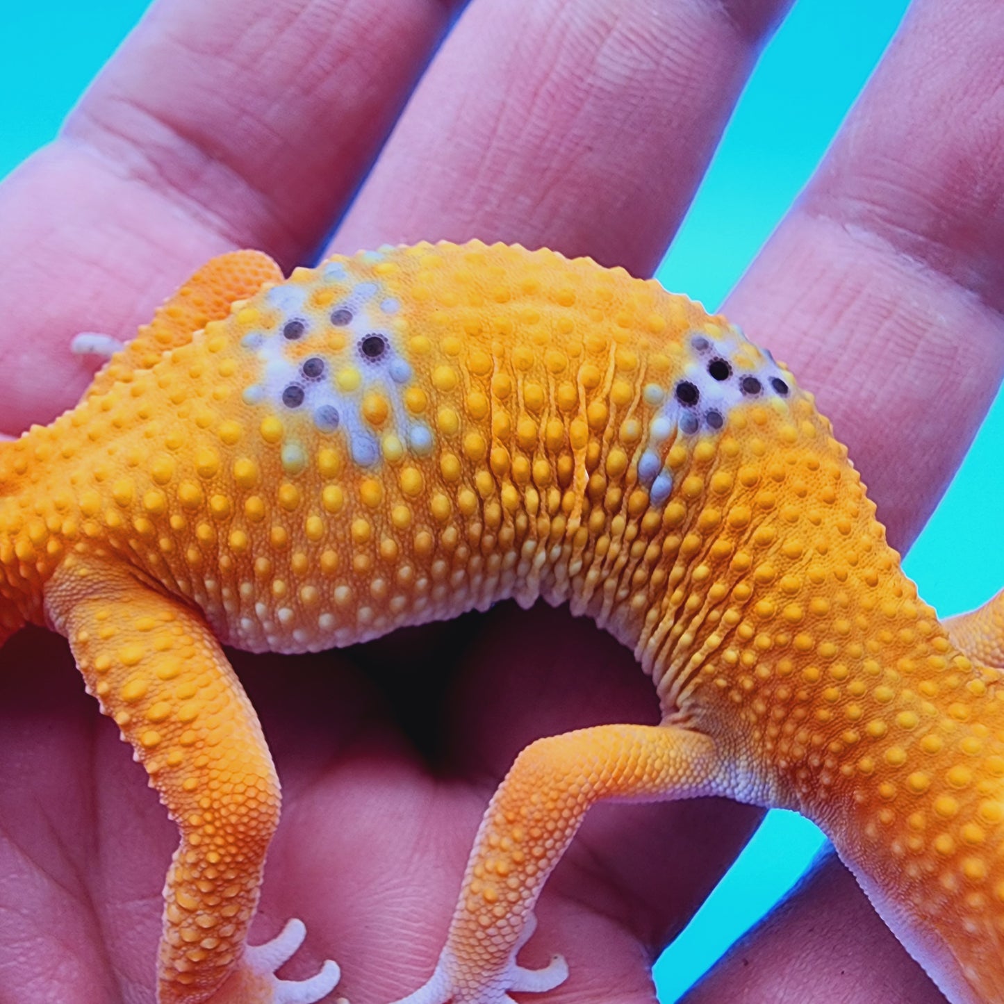 Mandarin Fire Bold low possible het Cipher