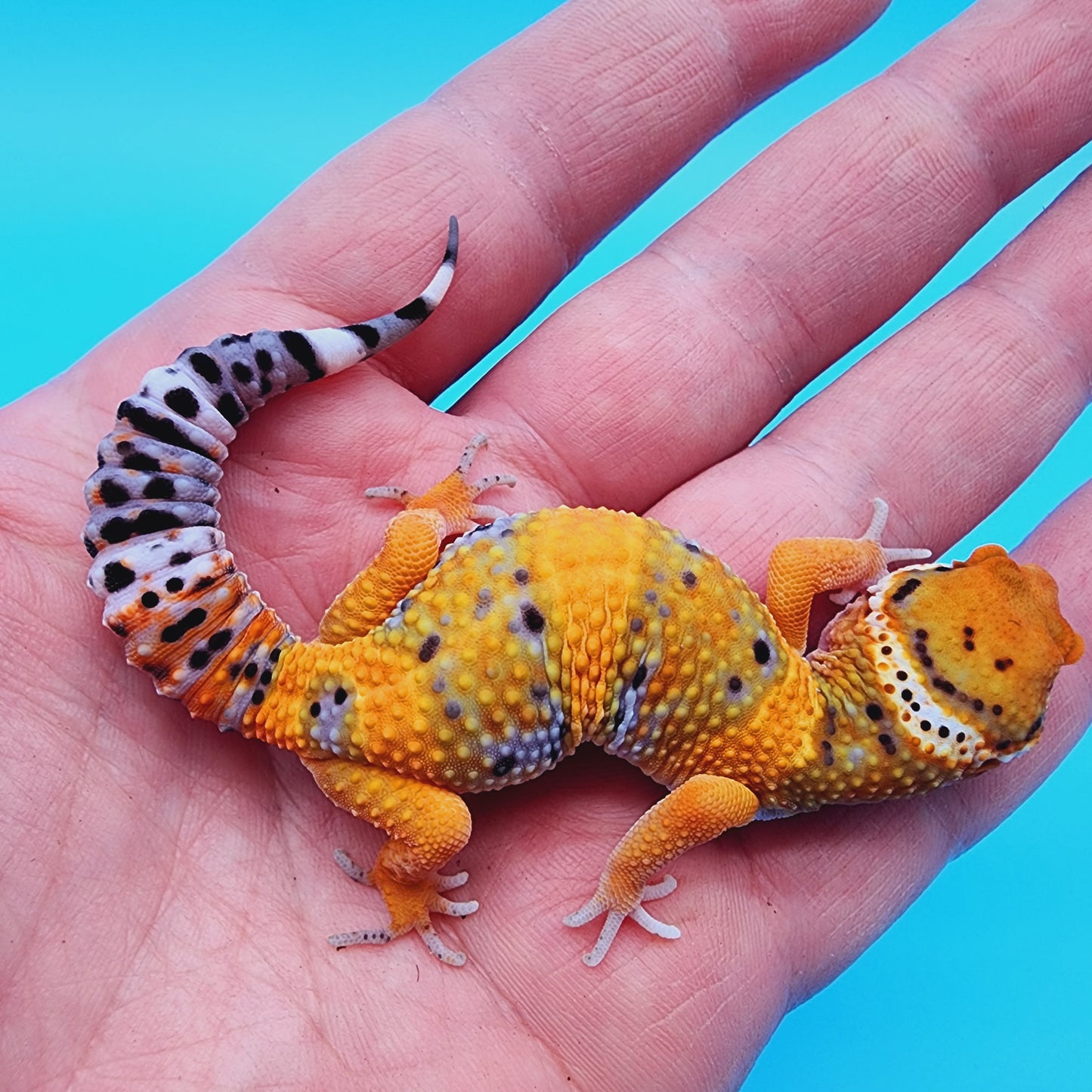 Mandarin Fire Bold low possible het Cipher (Copy)