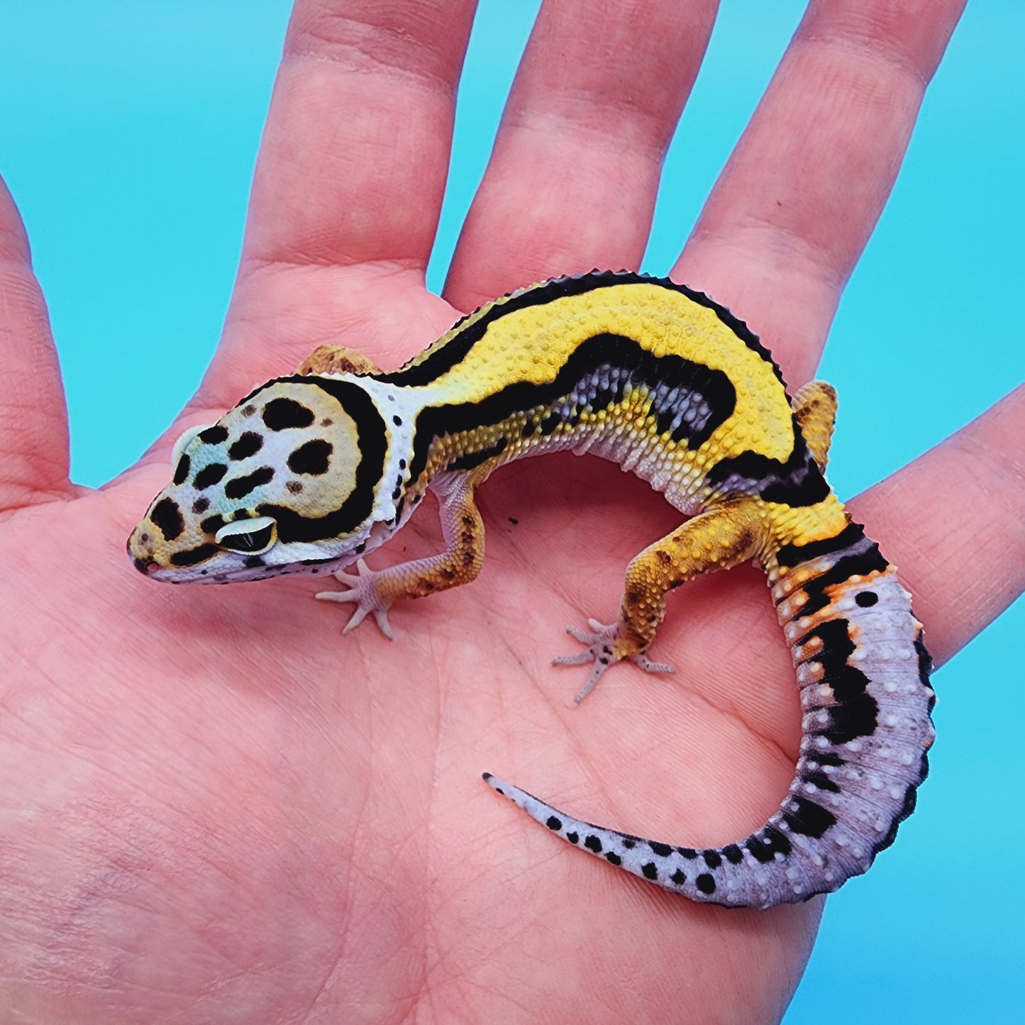 TBS Halloween Mask Bandit (from infinity project)