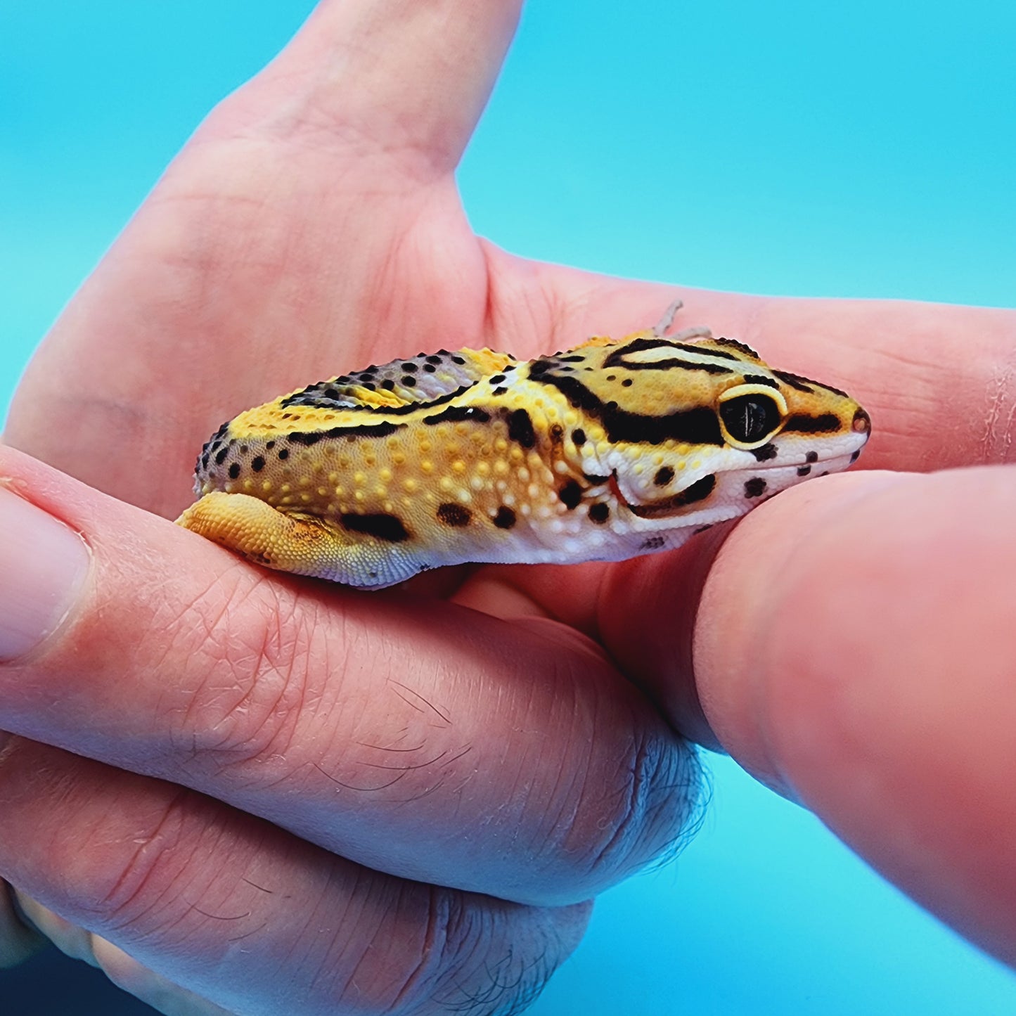 TBS Fire Bold Halloween Mask Bandit 100% Het Tremper Albino