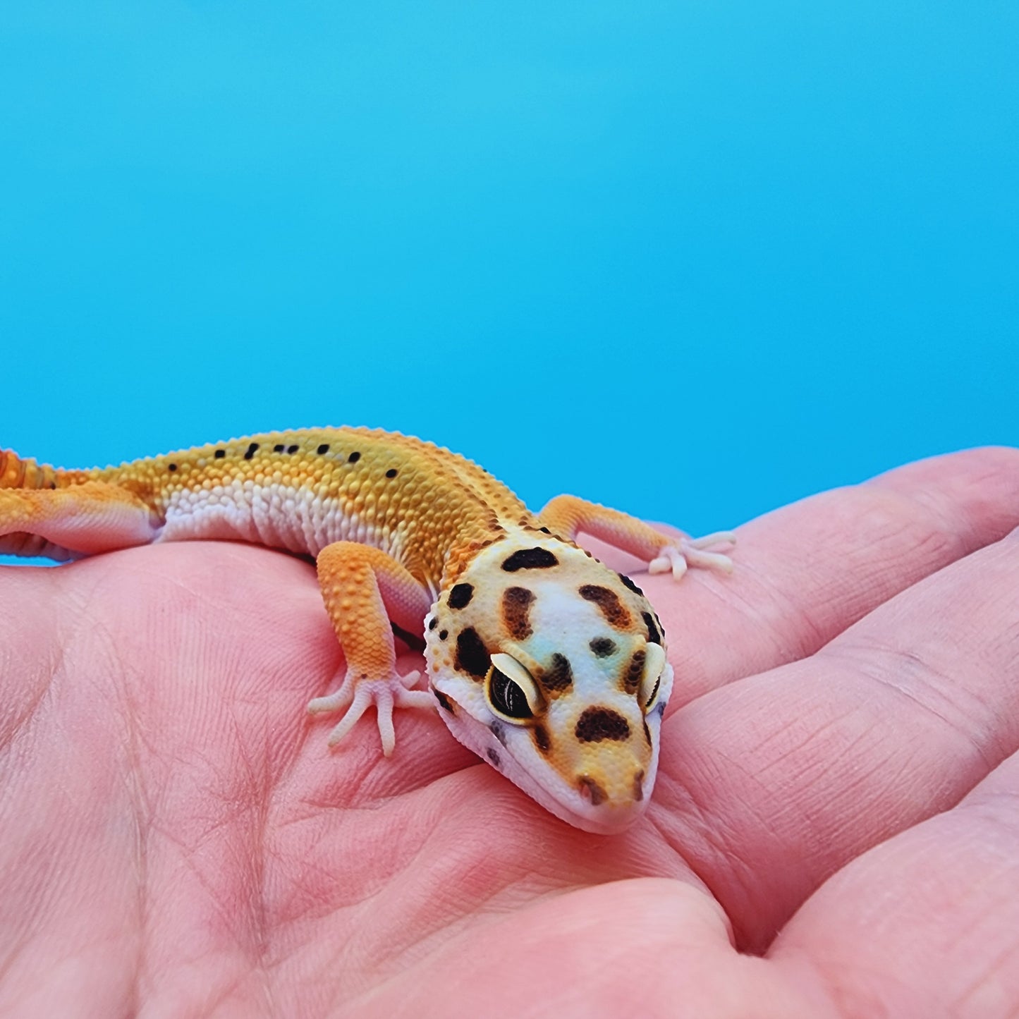 Female TBS Fire Bold Bandit Red Stripe 100% Het Tremper Albino possible W&Y