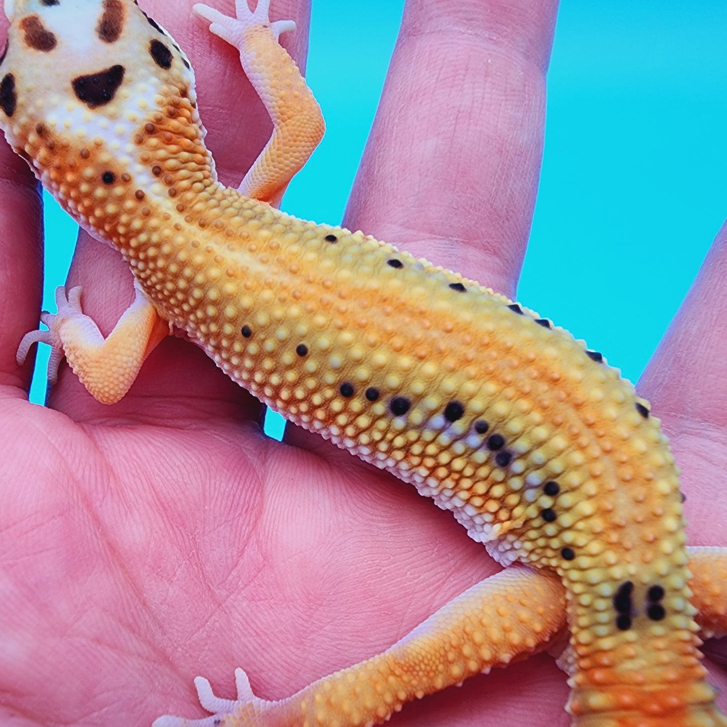 Female TBS Fire Bold Bandit Red Stripe 100% Het Tremper Albino possible W&Y