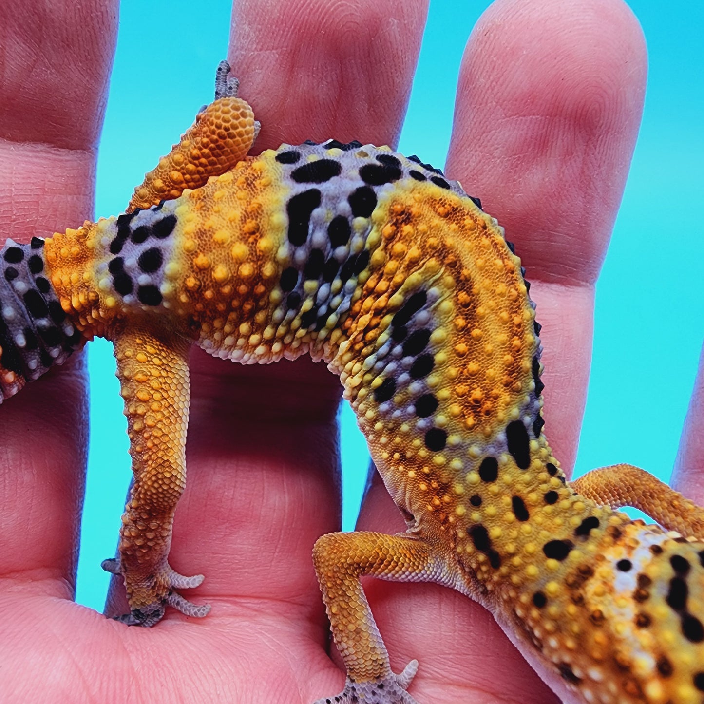 Giant Mandarin Blood Clown 100% het Tremper