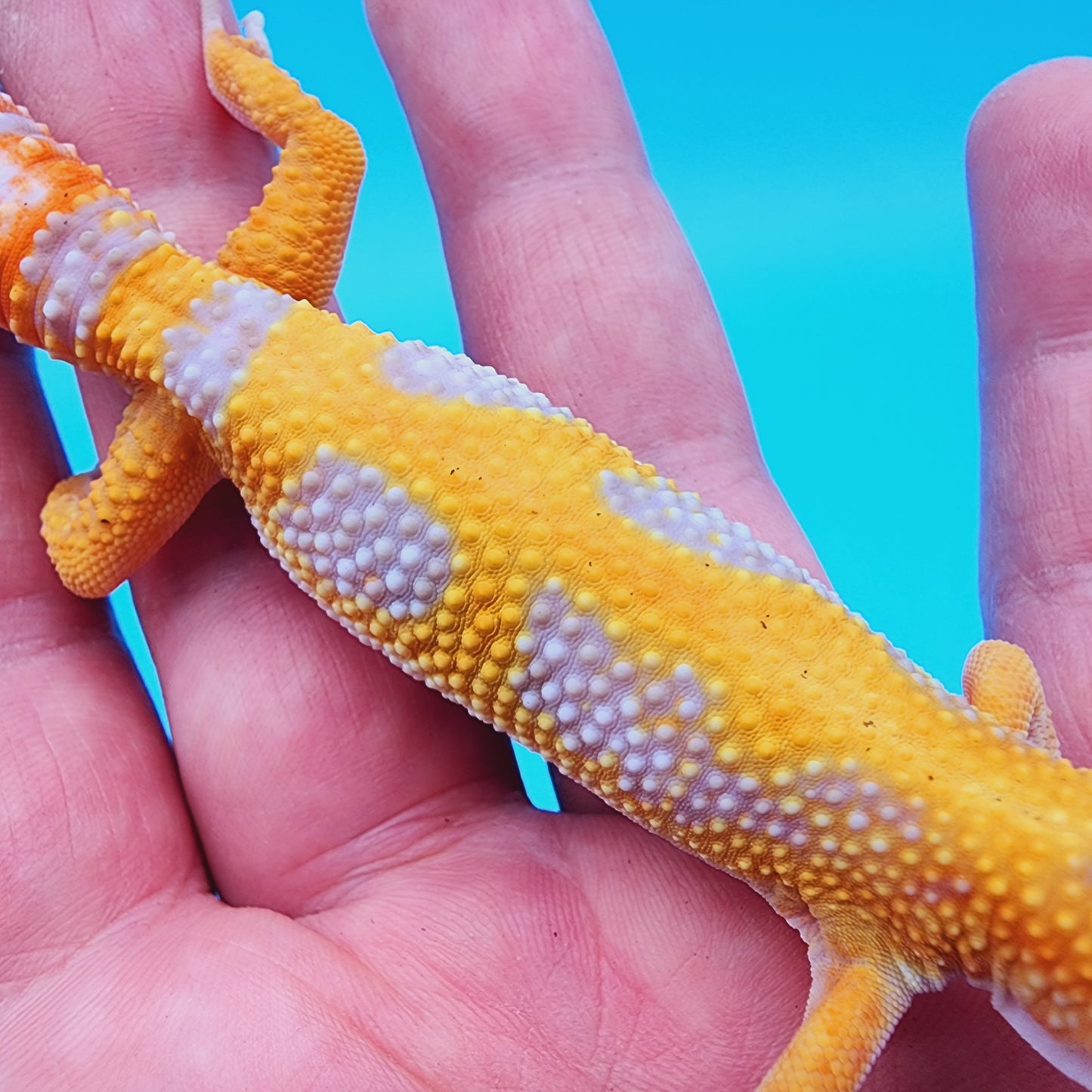 Mandarin Infenro Hyper Xanthic Bold Tremper Albino Jungle