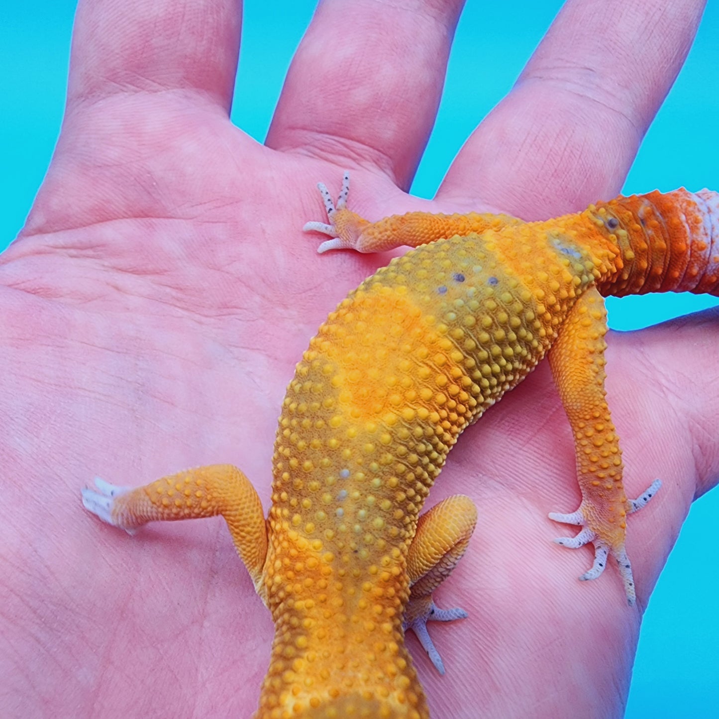 Super Giant Blood Emerine