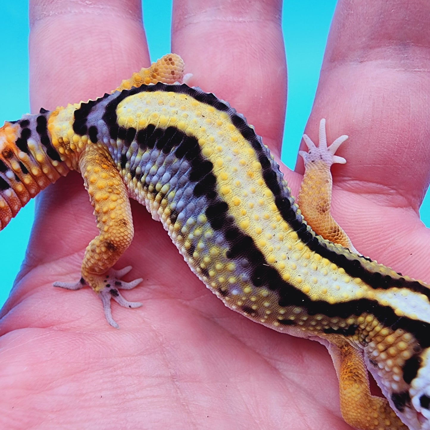 TBS Halloween Mask Bandit 100% Het Tremper Albino possible W&Y *super cool head-stamp!*