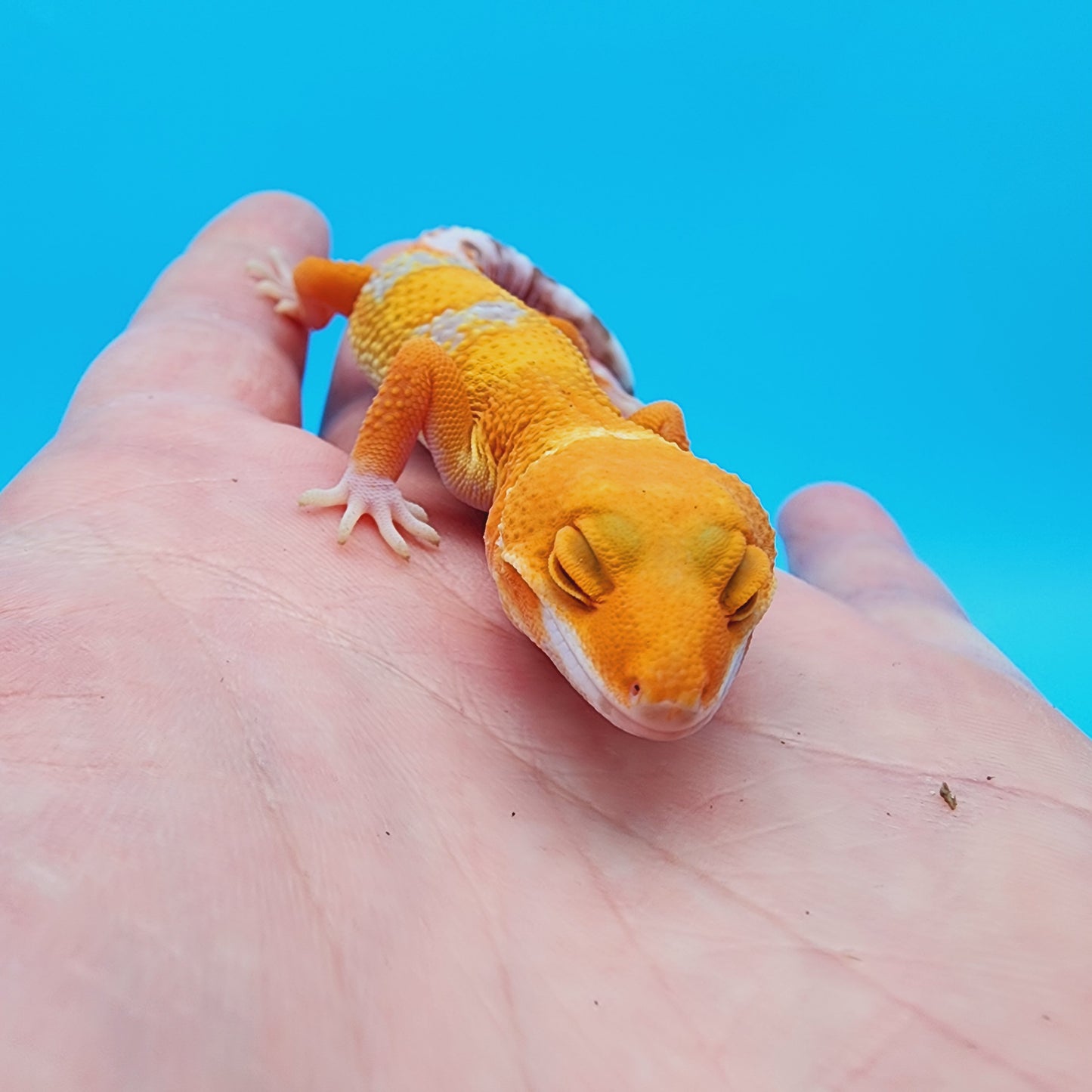 Female Mandarin Tremper Albino