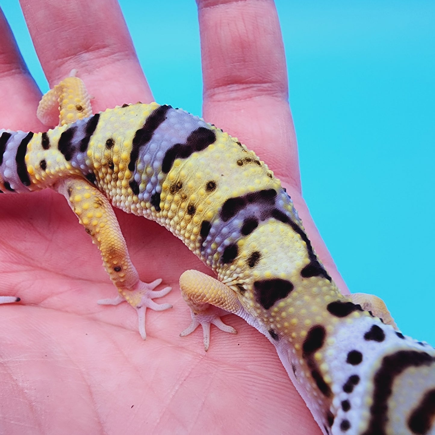 Hyper Xanthic Bold Turcmenicus Bandit possible White & Yellow