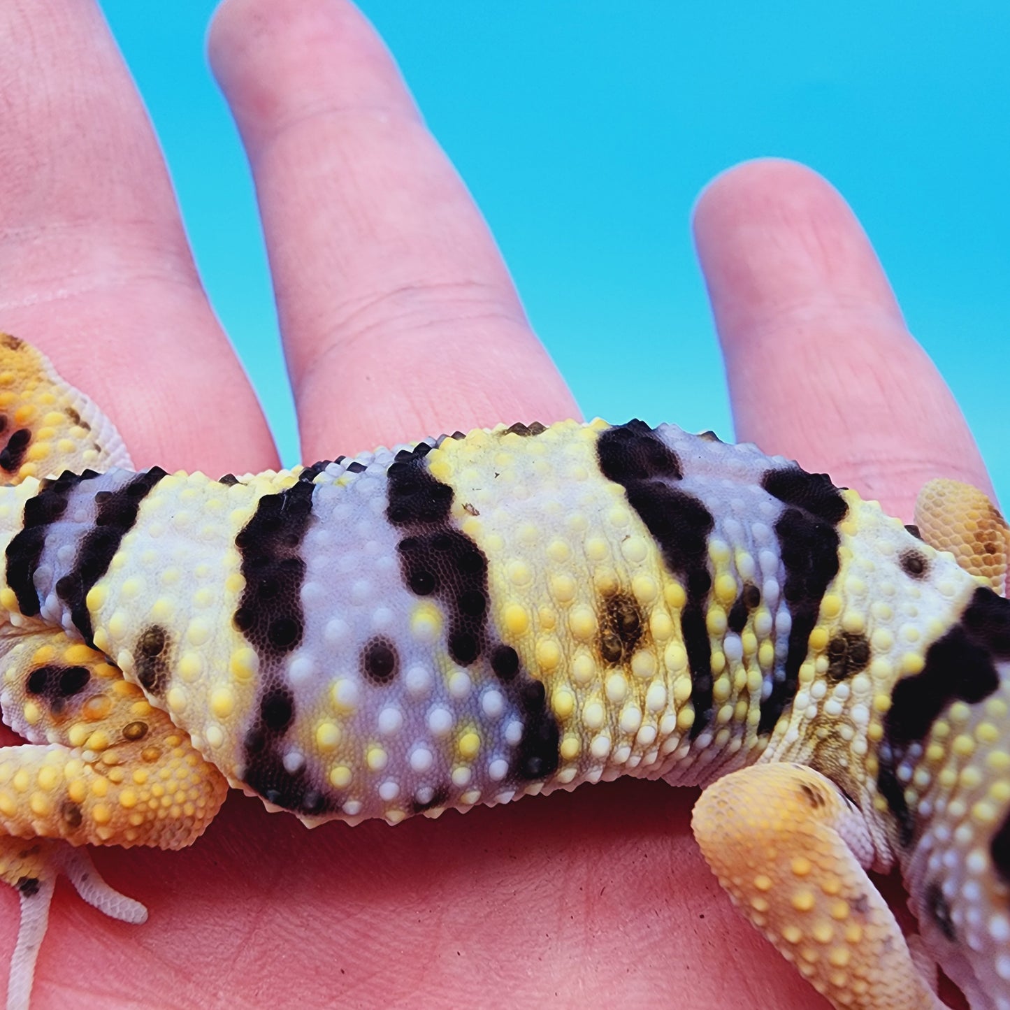 Hyper Xanthic Bold Halloween Mask Bandit Highlighter Turcmenicus possible White & Yellow (regen tail)