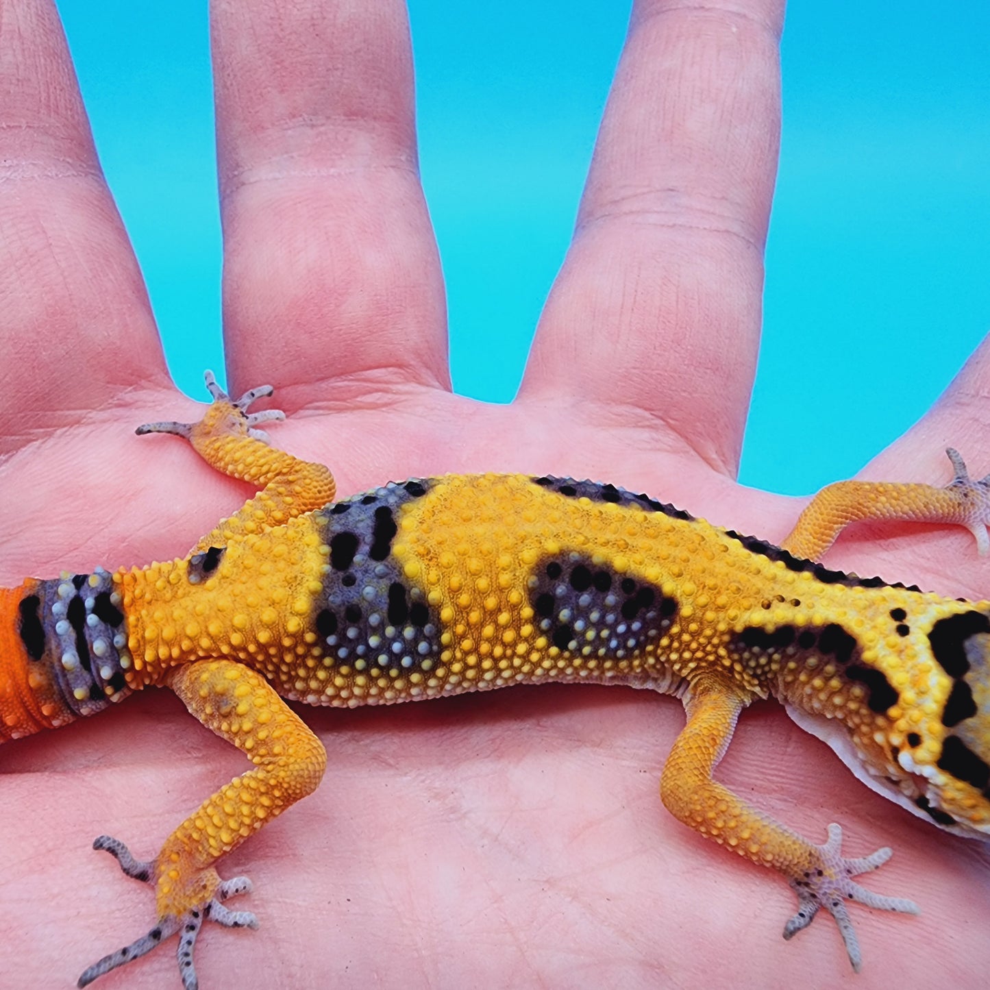 Giant Blood Emerine Fire Bold low possible het Cipher