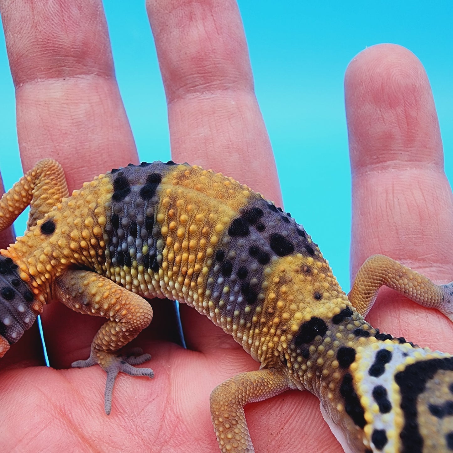 Giant Blood Emerine Fire Bold low possible het Cipher