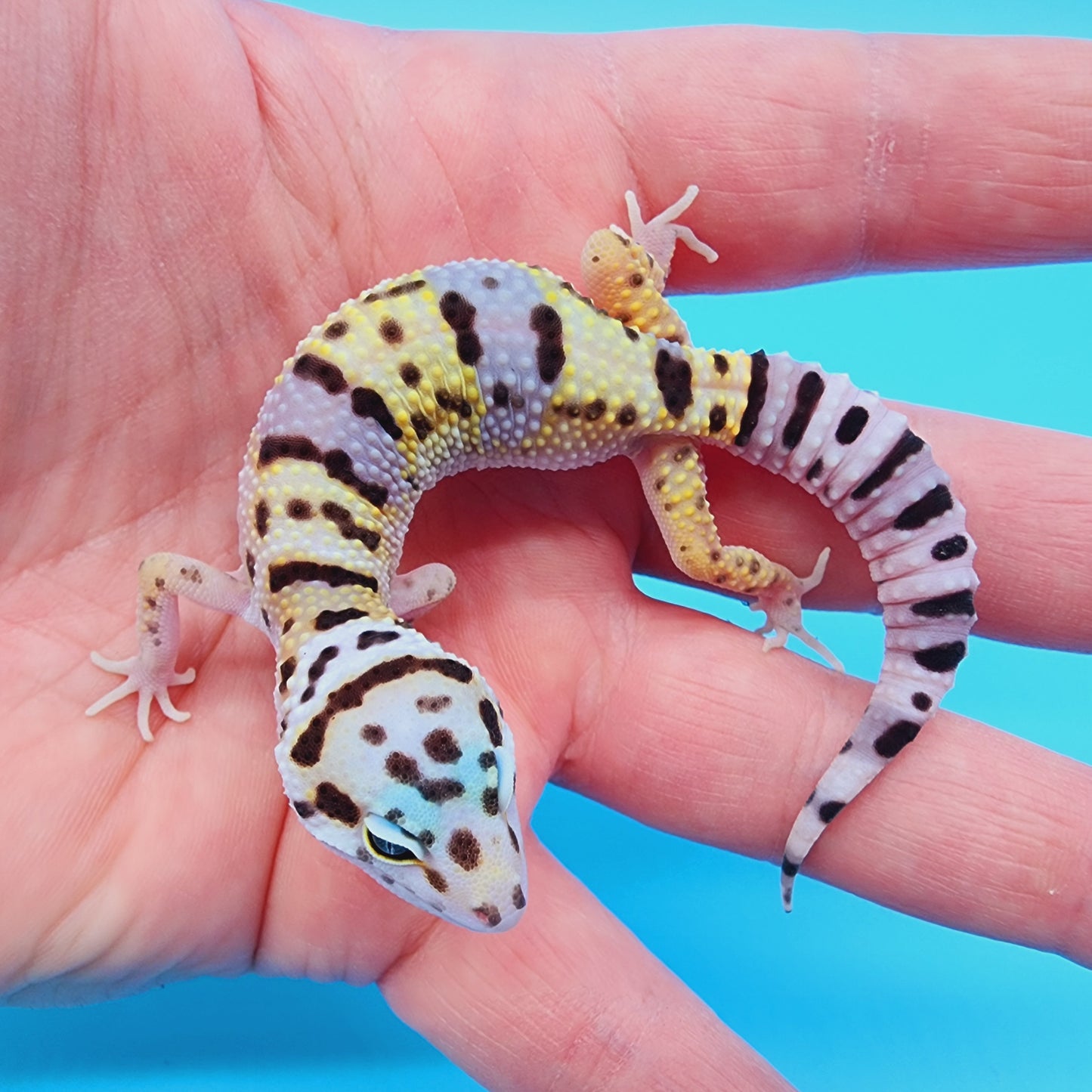 Male Hyper Xanthic Bold Turcmenicus Bandit possible White & Yellow