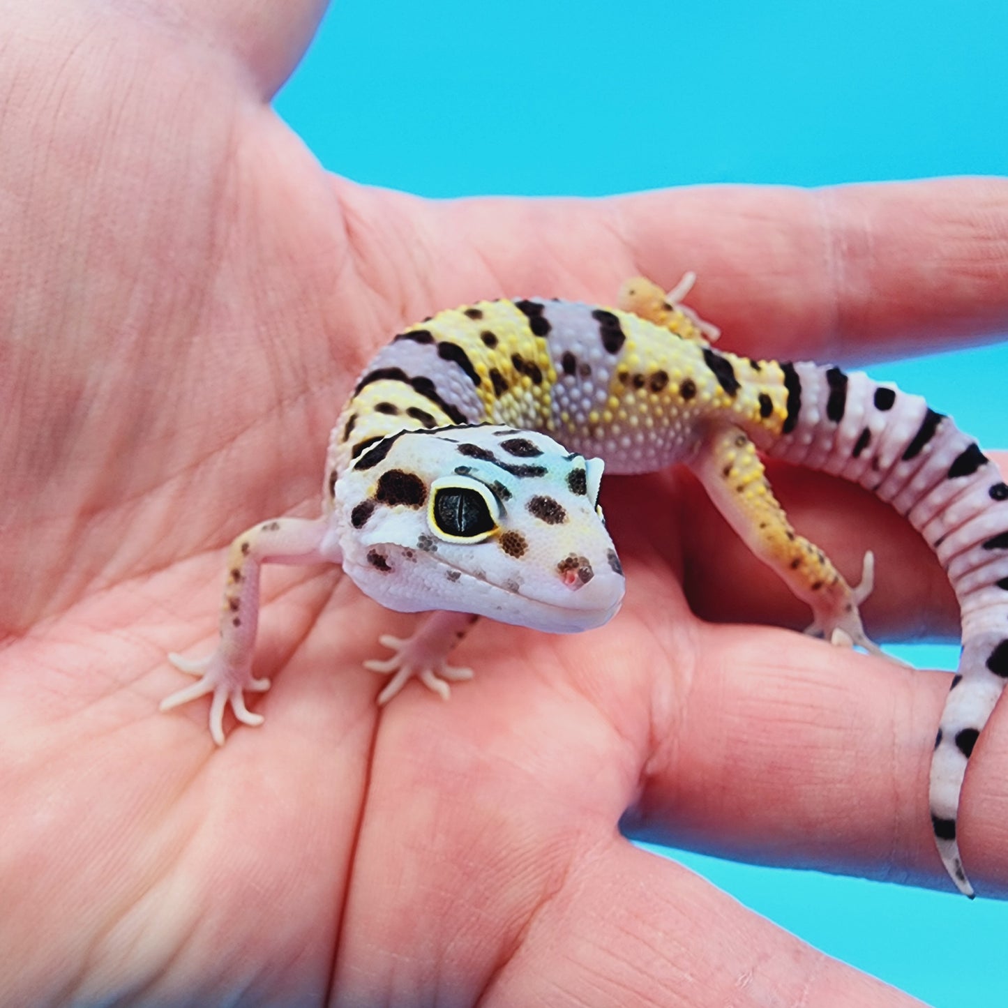 Male Hyper Xanthic Bold Turcmenicus Bandit possible White & Yellow